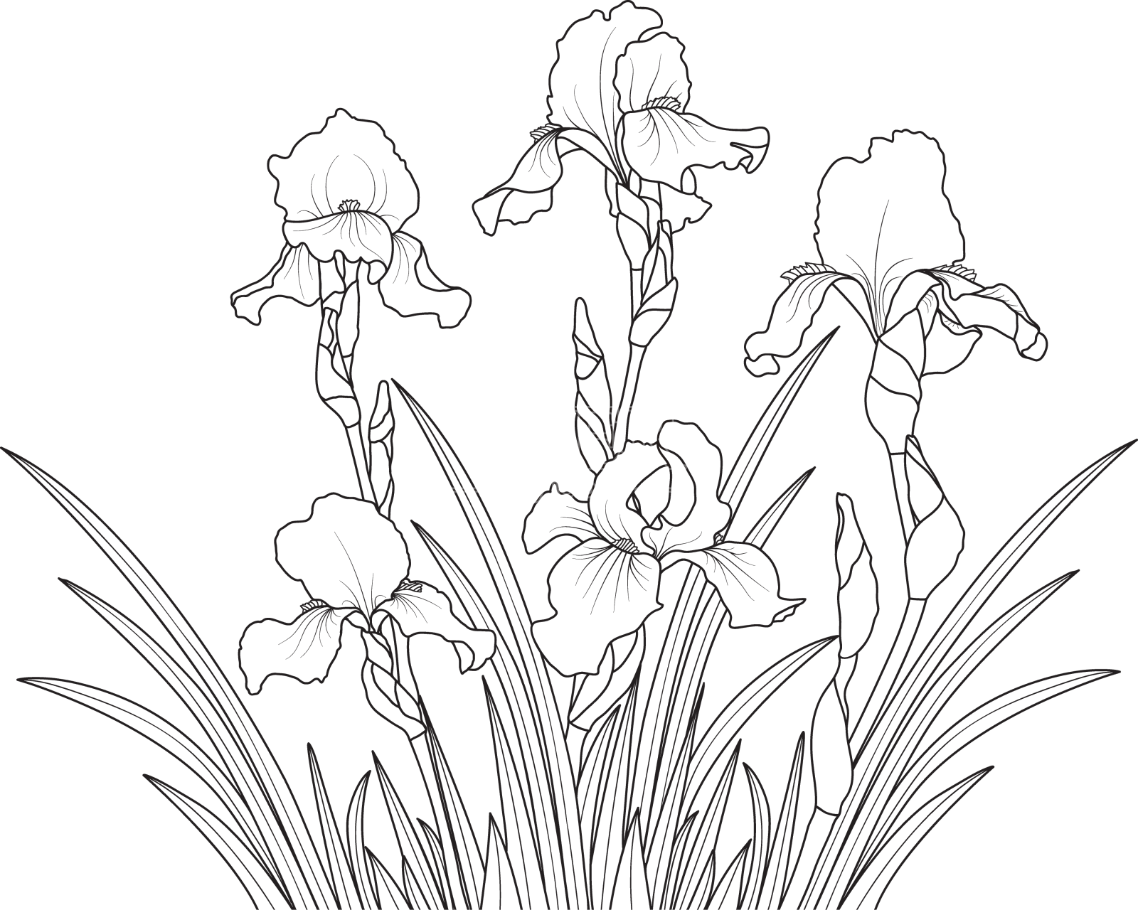 线条艺术鸢尾花在白色的背景设计元素图片