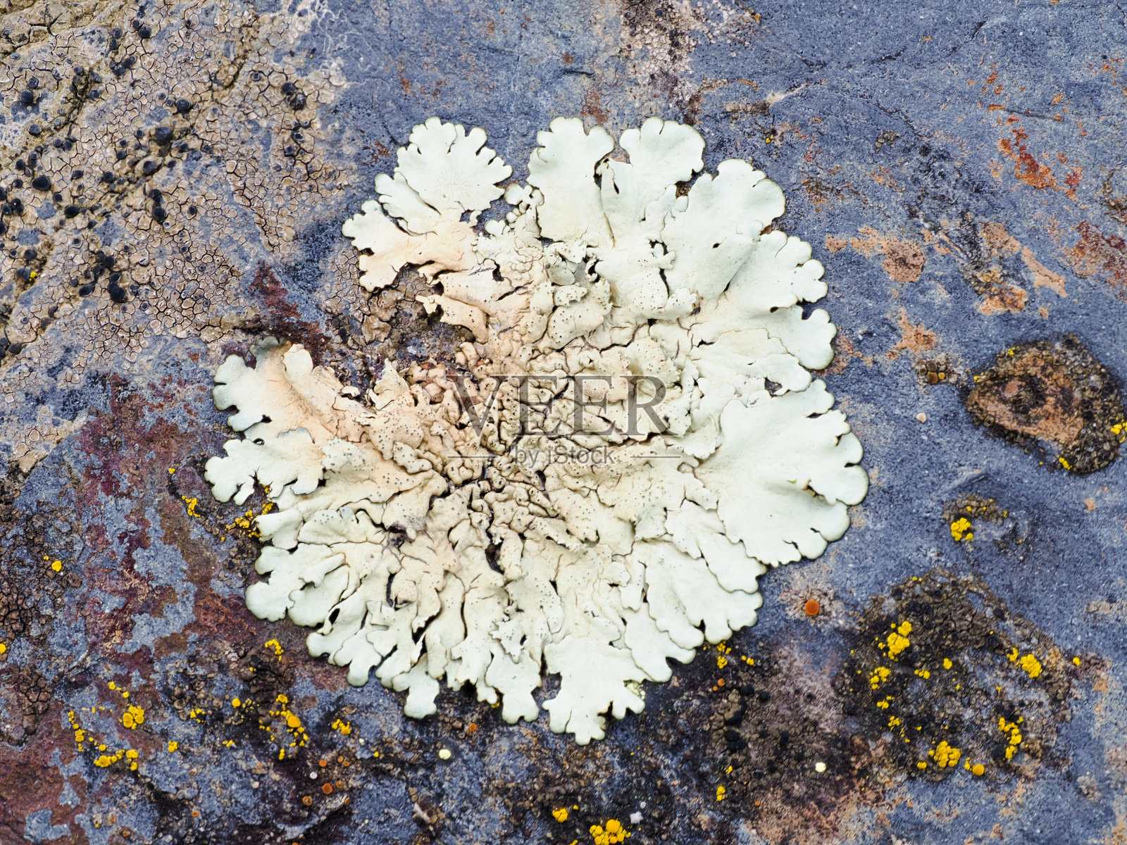 地衣照片摄影图片