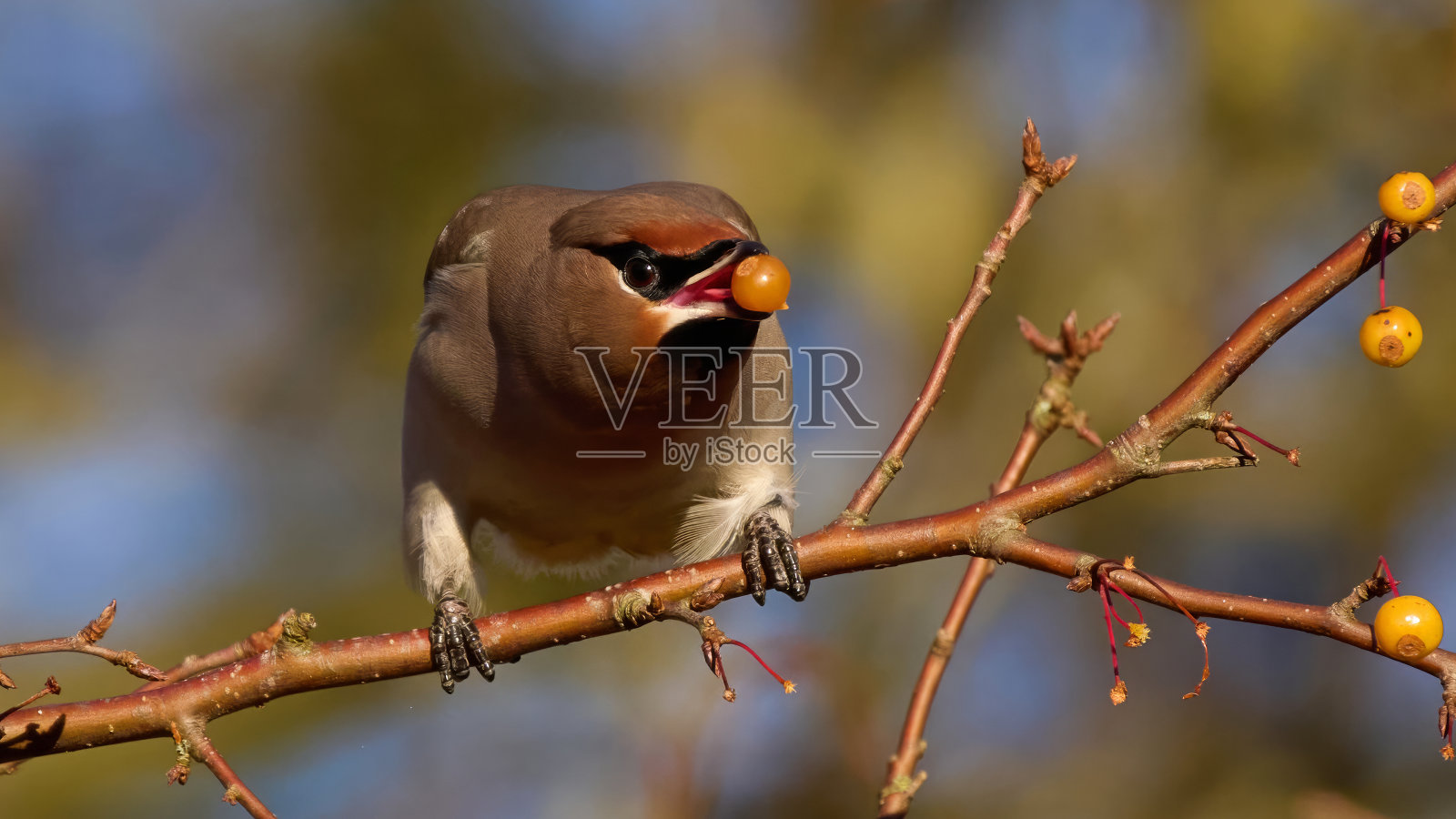 波西米亚蜡翅(家蚕属)照片摄影图片