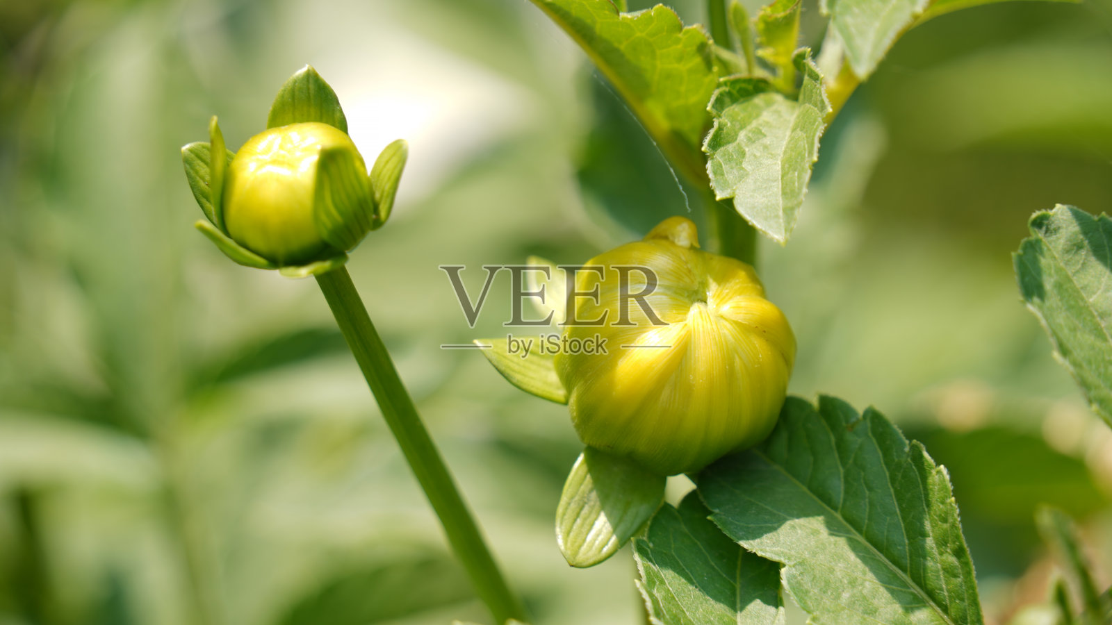 绿色背景的大丽花花蕾照片摄影图片