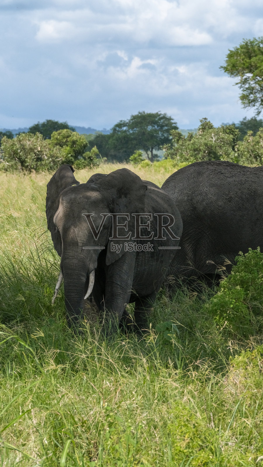 大象照片摄影图片