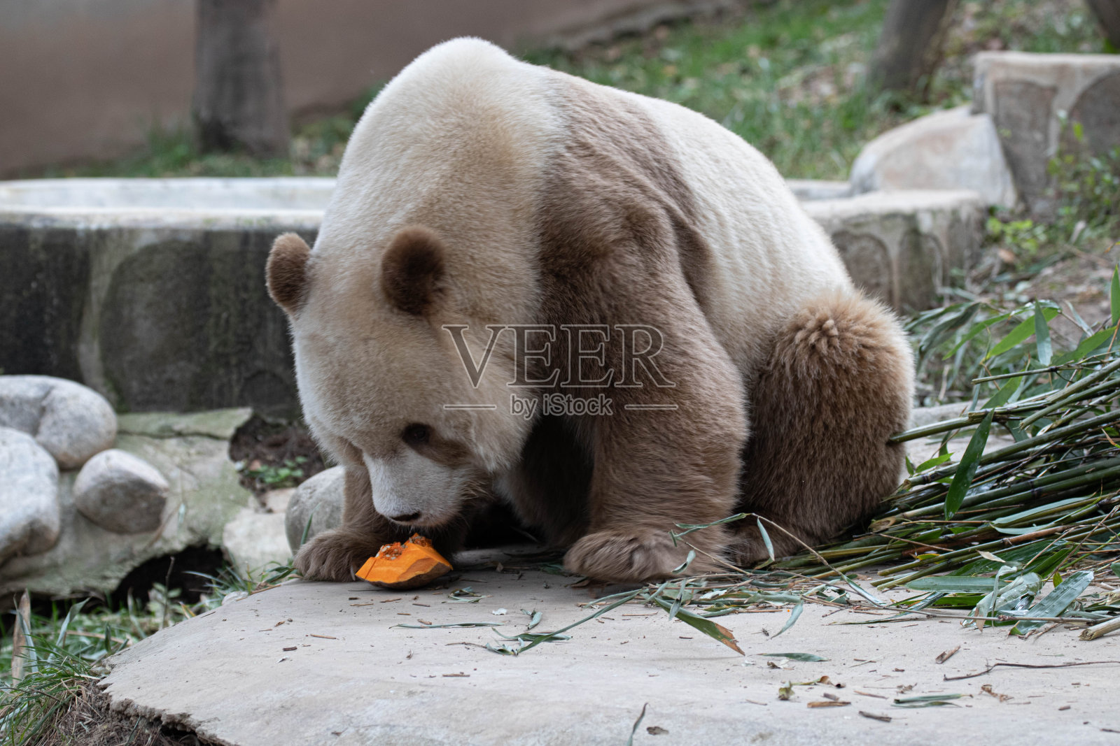棕色熊猫，奇仔照片摄影图片