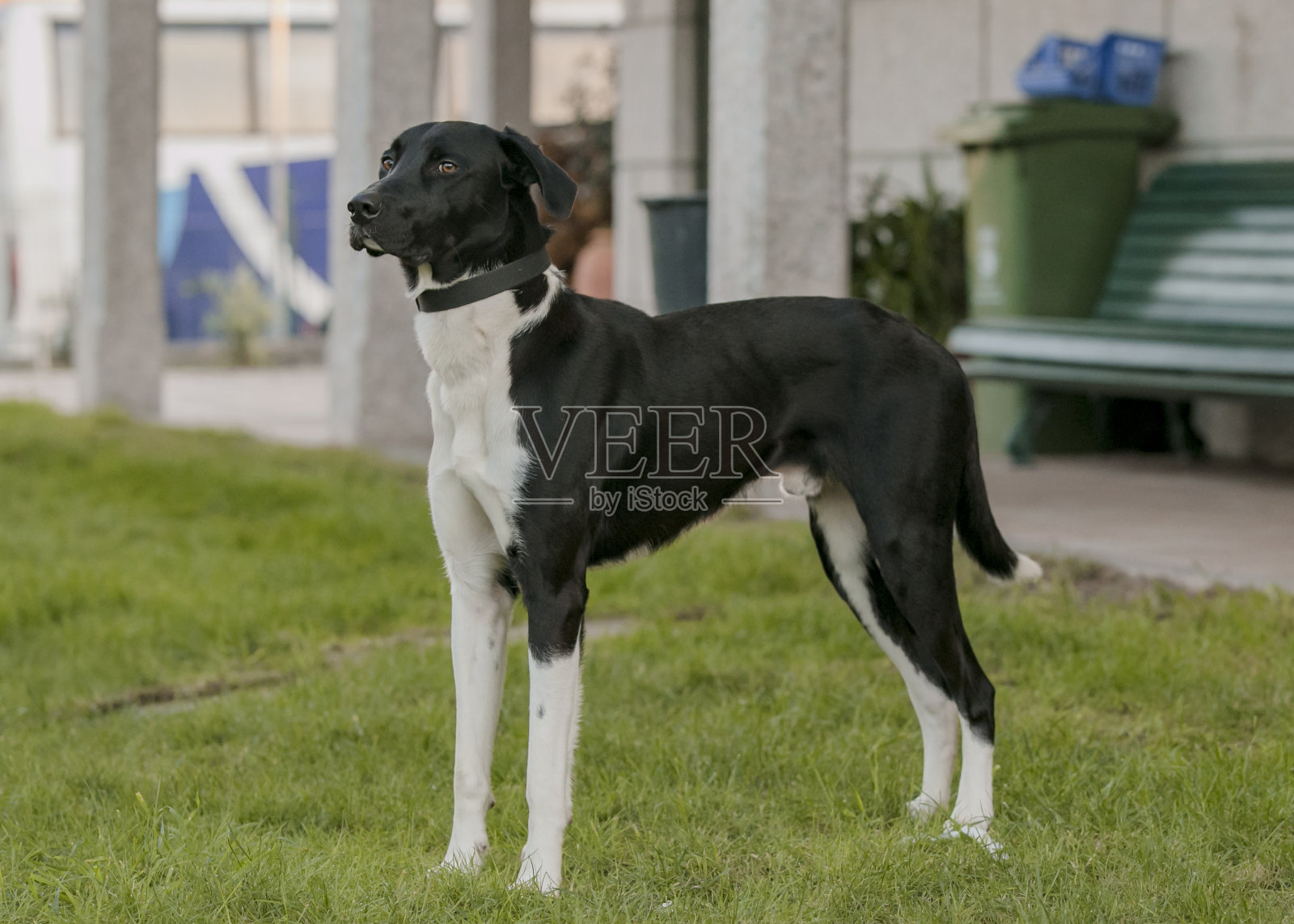 黑白狗照片摄影图片