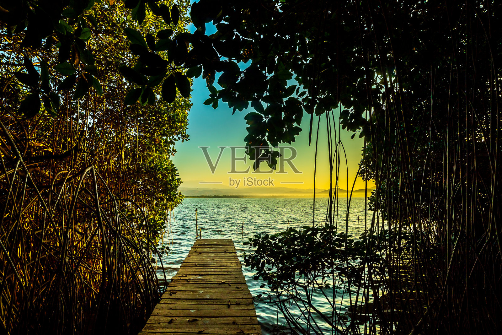 红树林中的木码头2照片摄影图片