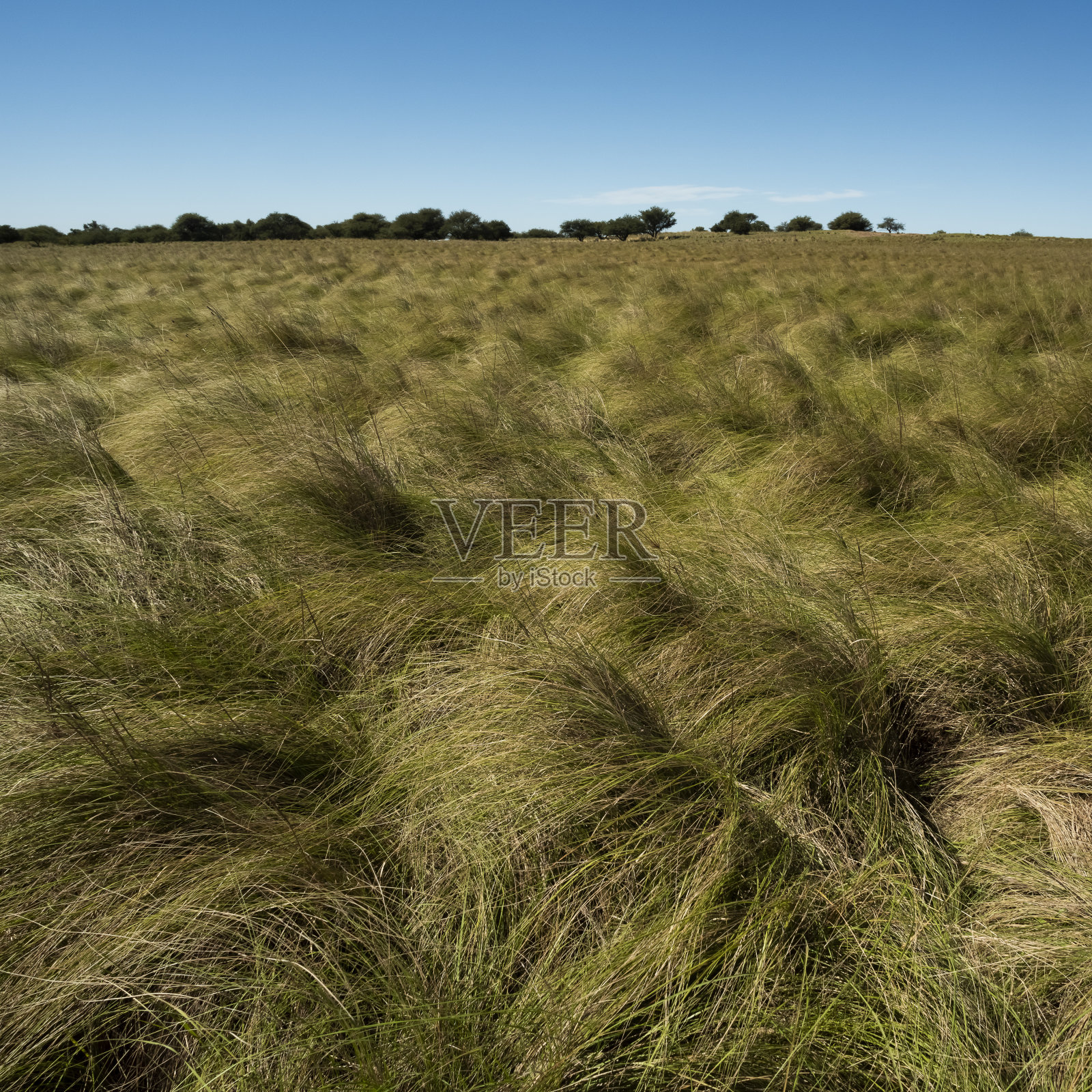 潘帕斯草原景观，潘帕斯省，巴塔哥尼亚，阿根廷。照片摄影图片