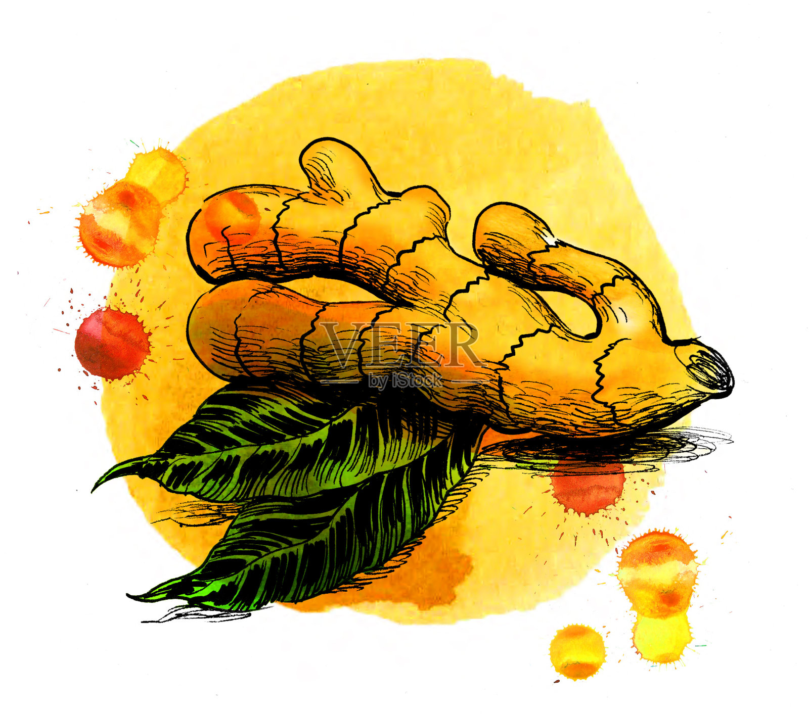 生姜根插画图片素材