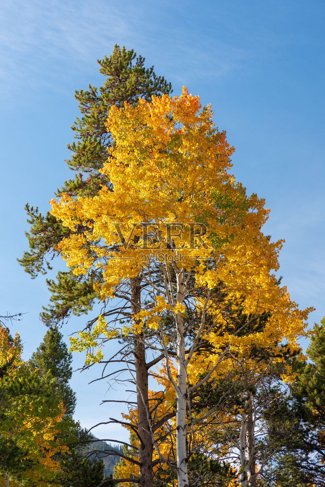 黄石国家公园里亮黄色的白杨照片摄影图片