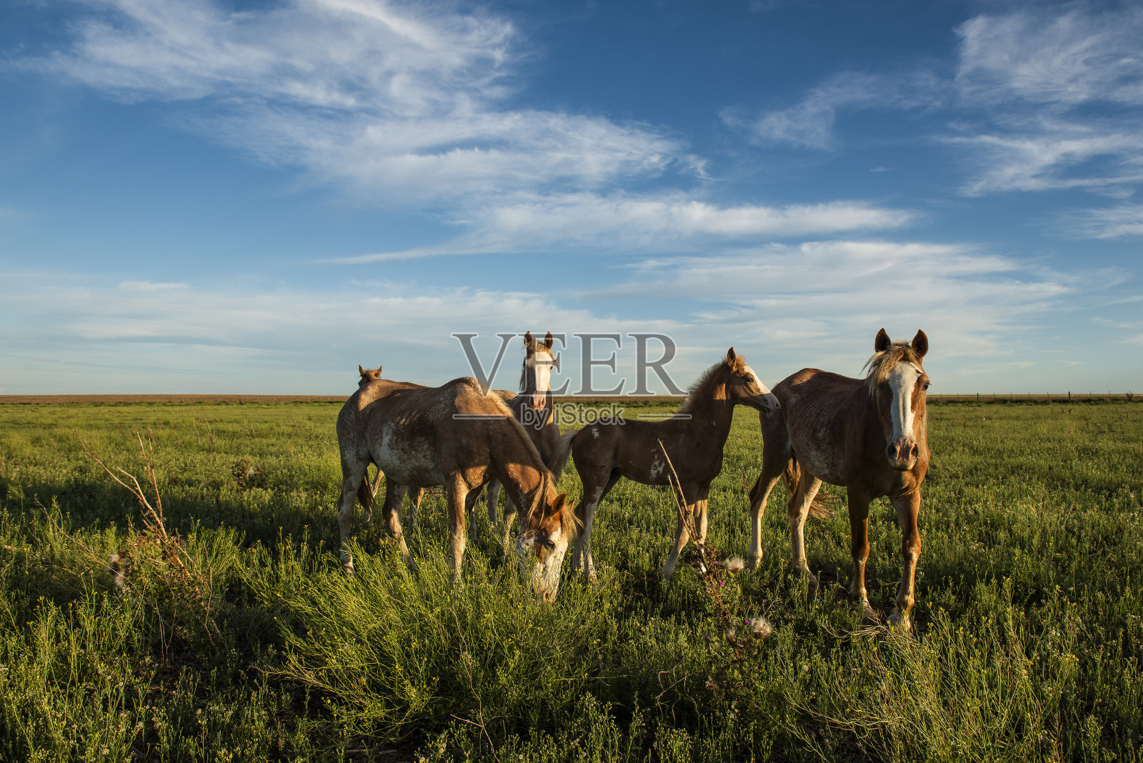 马在阿根廷乡村，拉潘帕省，巴塔哥尼亚，阿根廷。照片摄影图片