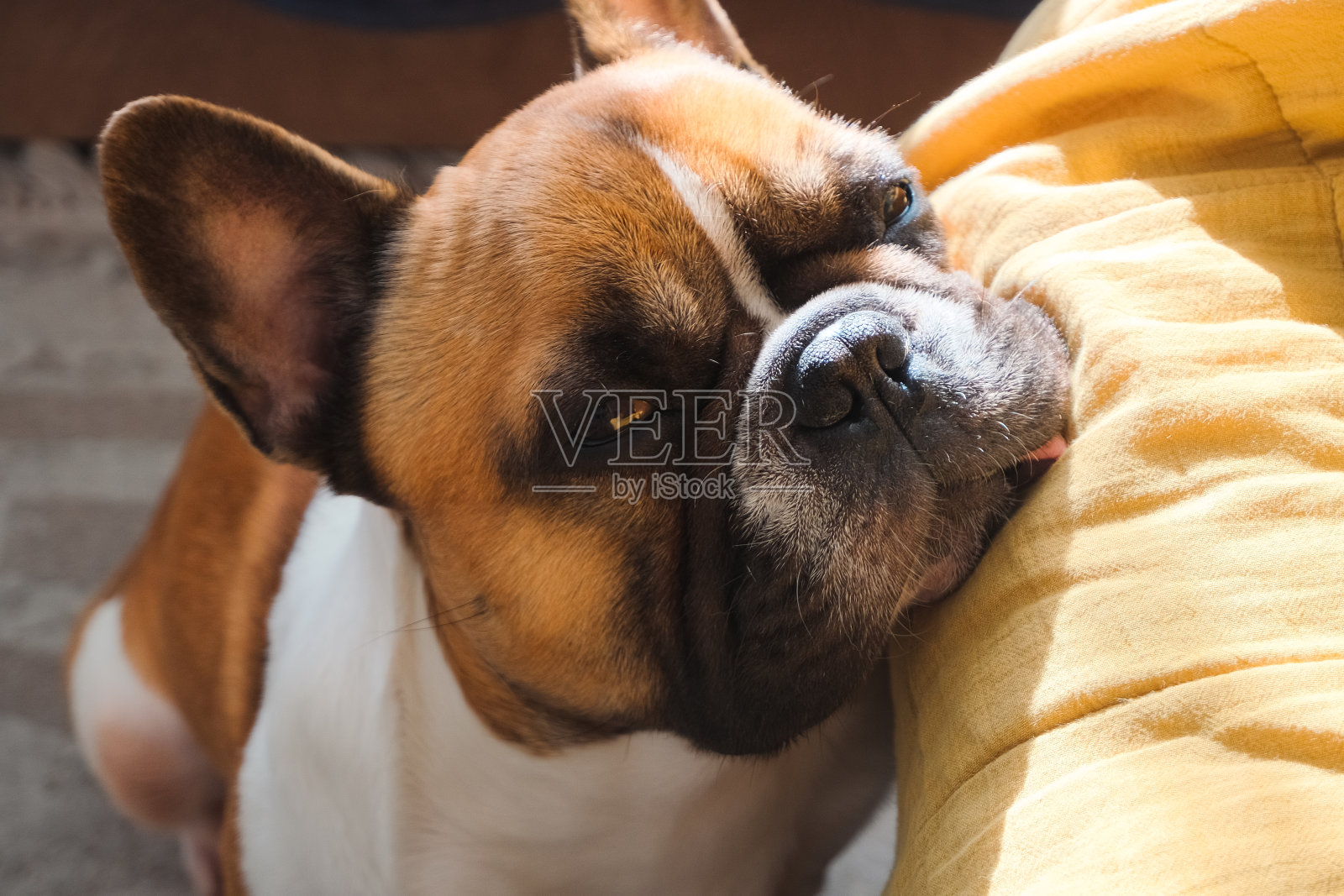 昏昏欲睡的法国斗牛犬在家里的肖像照片摄影图片