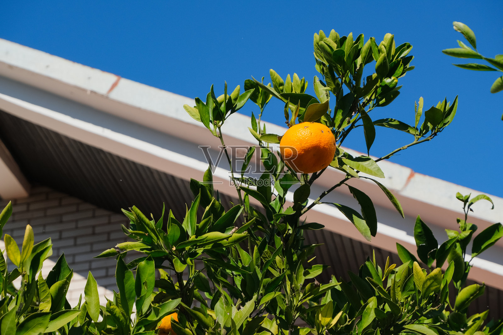 花园里的橘子树照片摄影图片