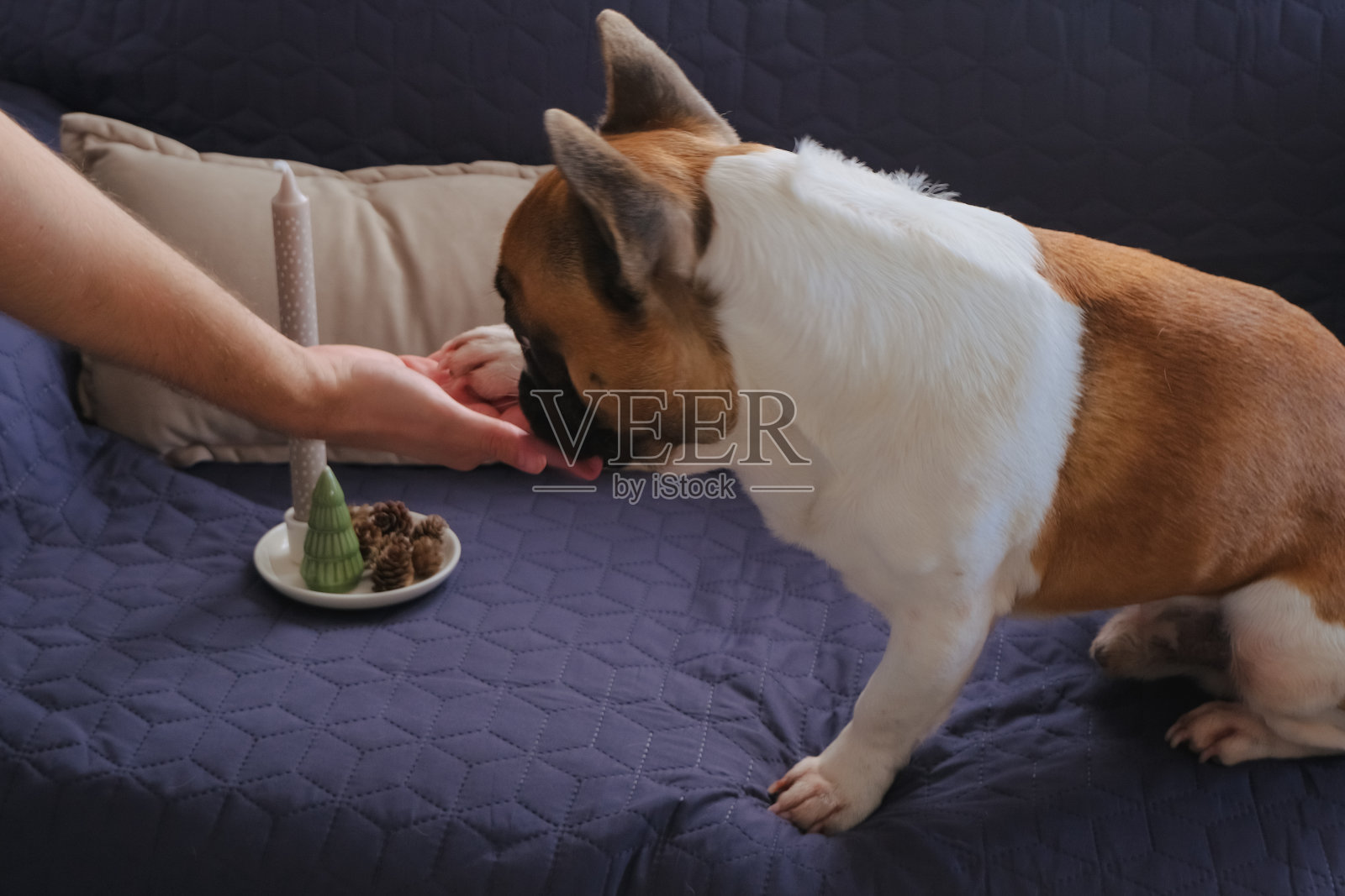 法国斗牛犬把爪子放在男性的手上照片摄影图片