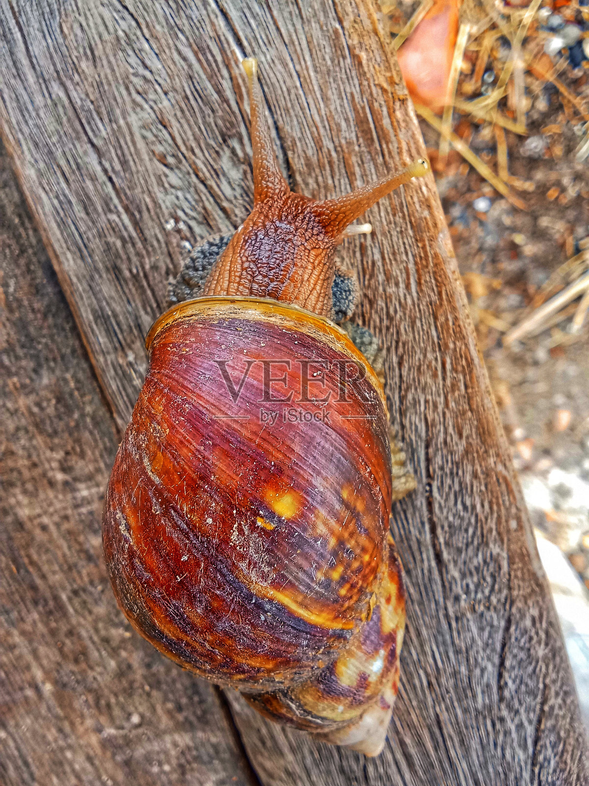 腹足纲照片摄影图片