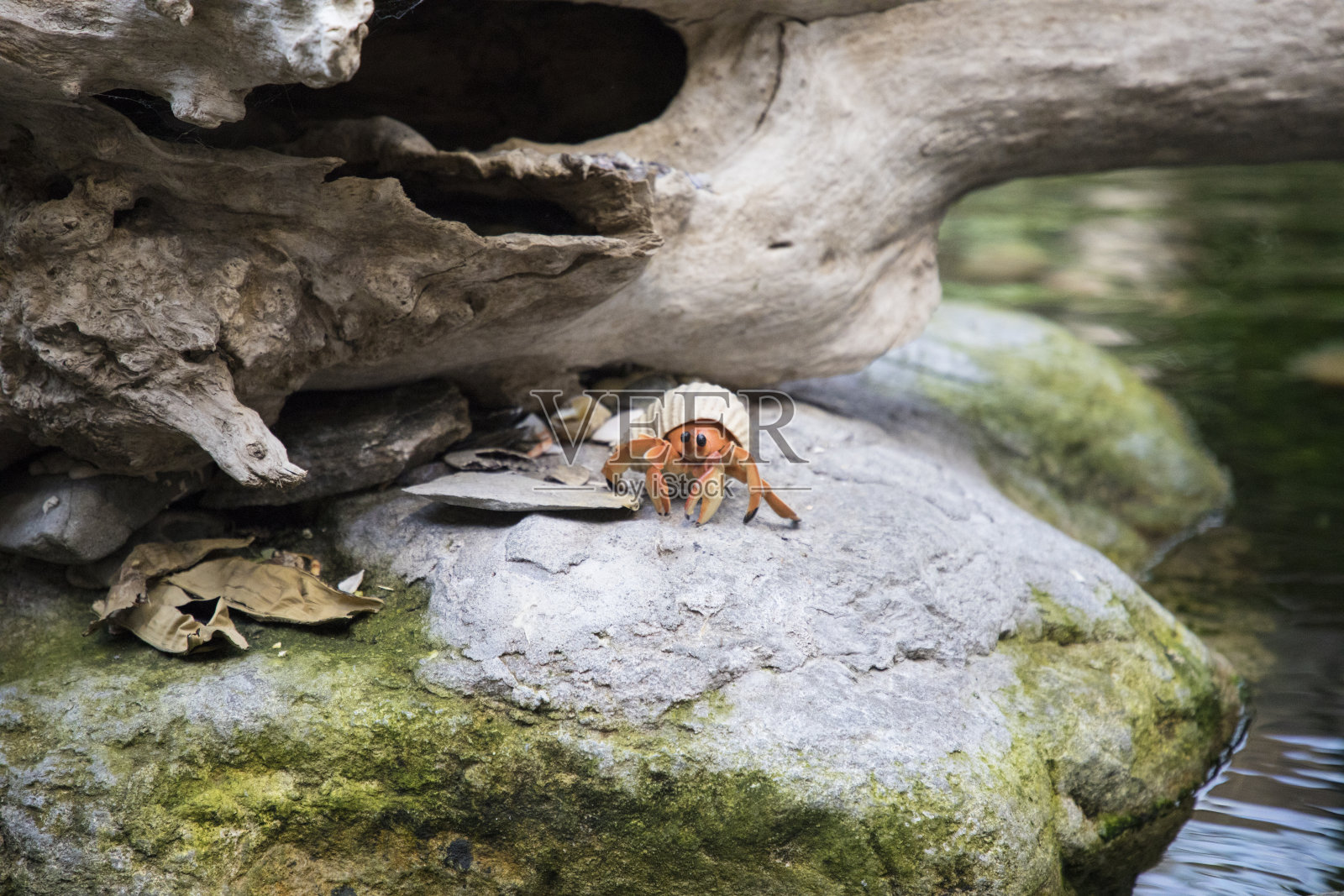 螃蟹观照片摄影图片
