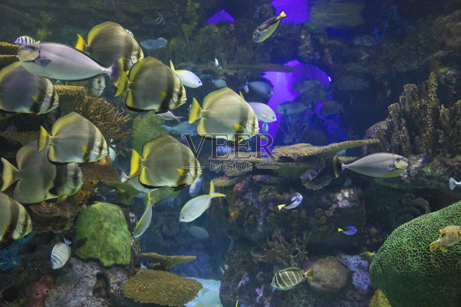 海底世界的景色照片摄影图片