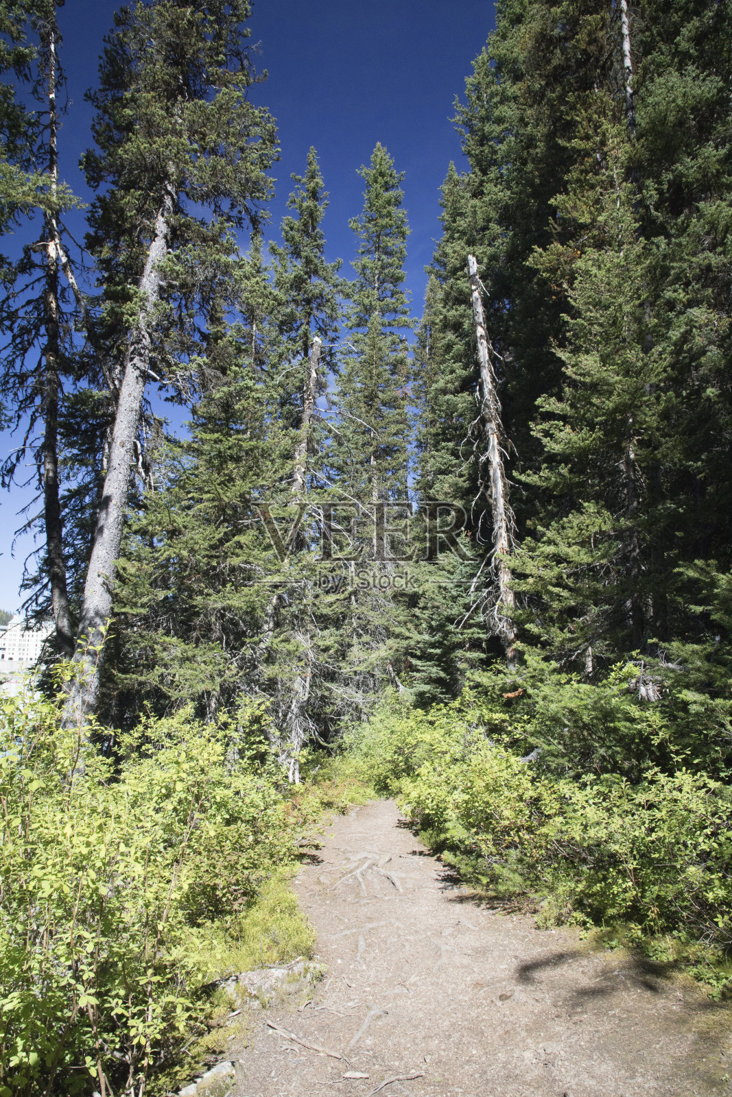 野生森林的景色照片摄影图片