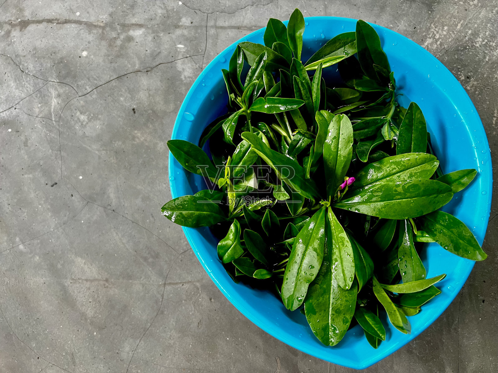 在容器里的爪哇人参或虎尾talinum花照片摄影图片