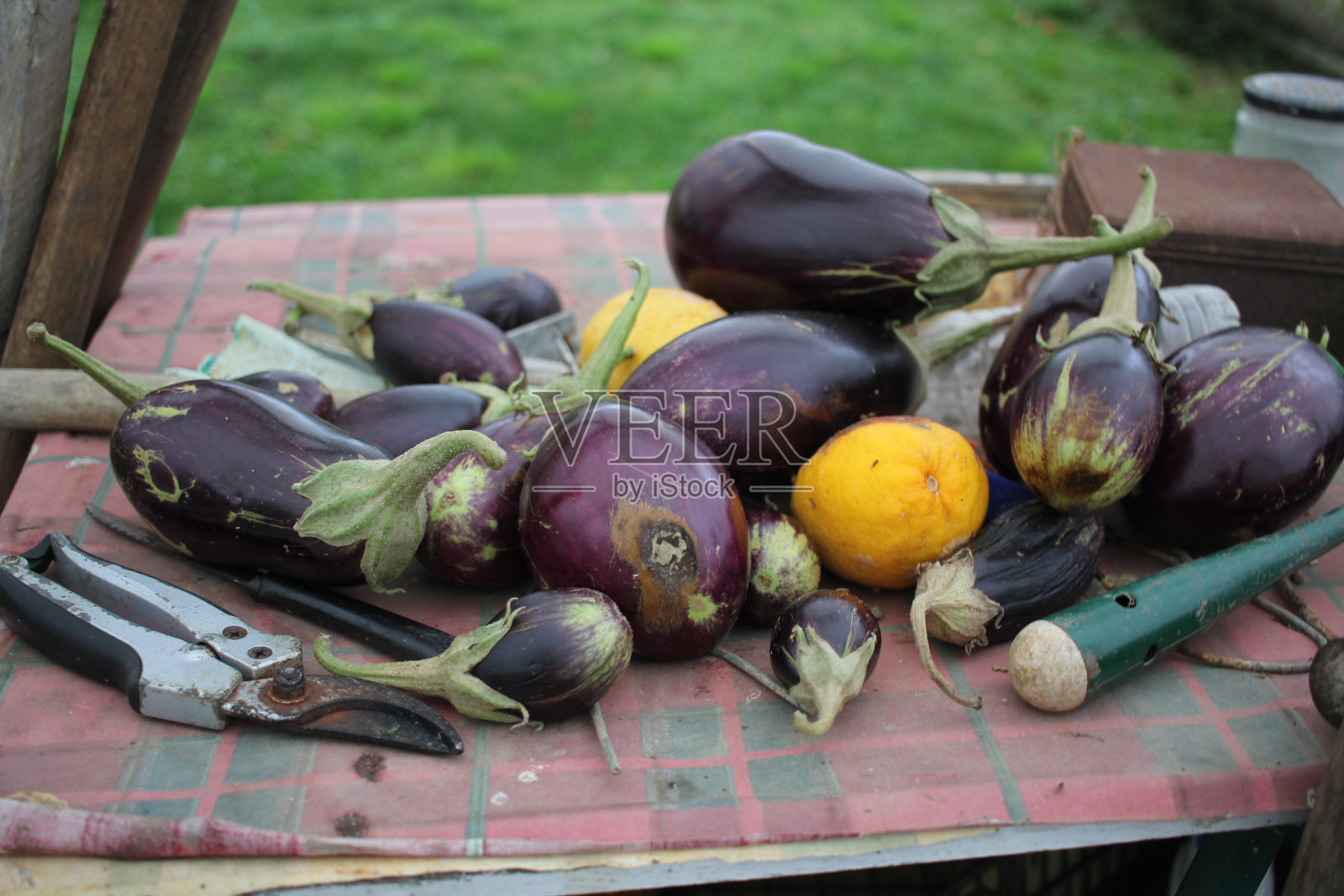我温室里的有机茄子照片摄影图片