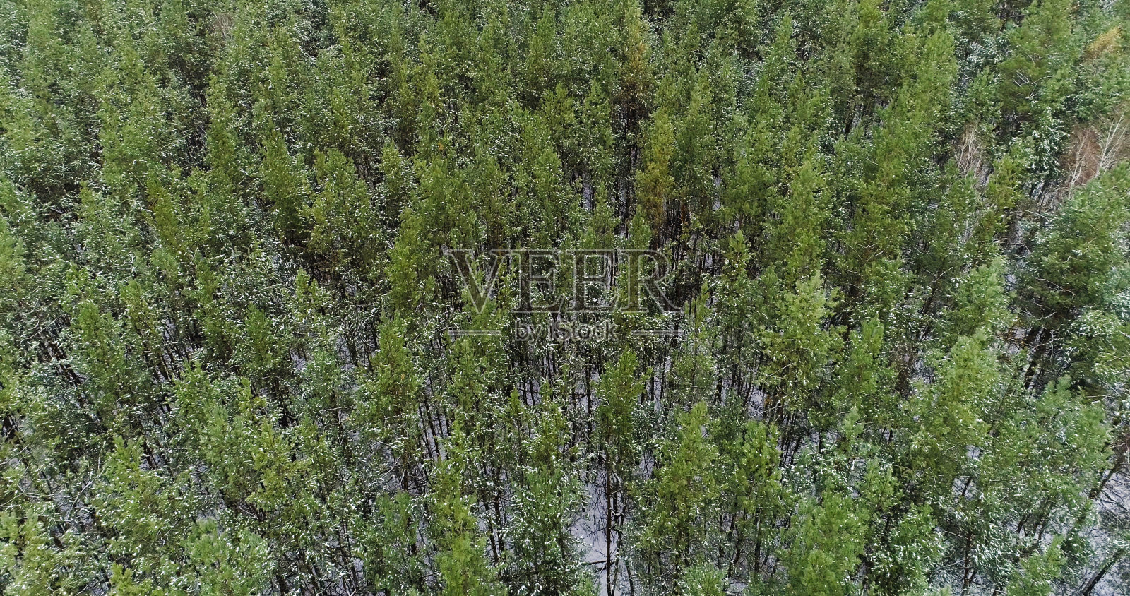 无人机森林鸟瞰松木野生自然照片摄影图片