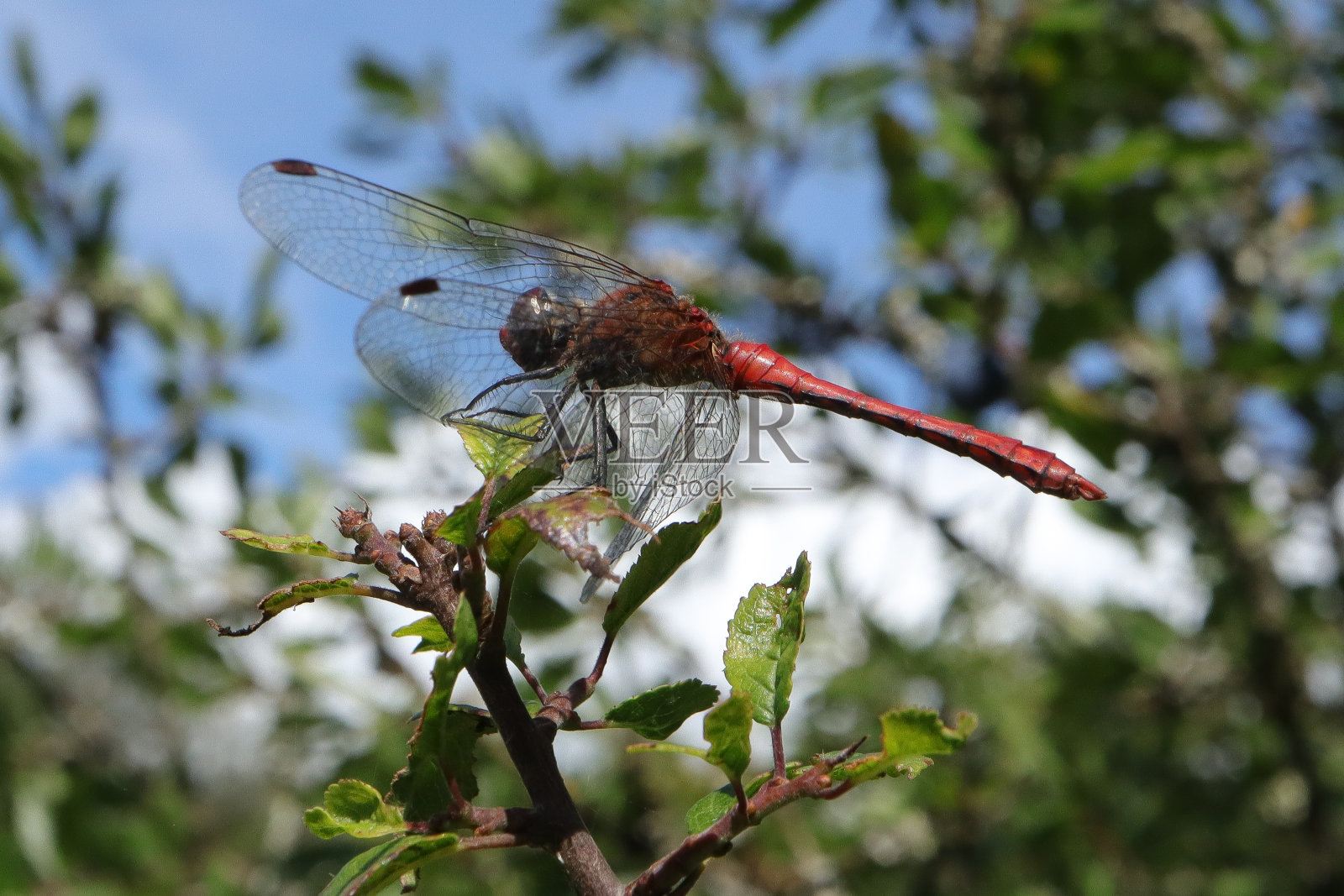 腮红症状-腮红症状-腮红症状(腮红症状)照片摄影图片