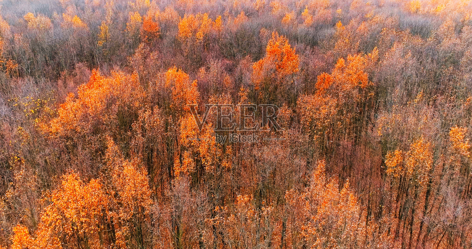 秋季航拍雄蜂木，森林落叶乔木照片摄影图片