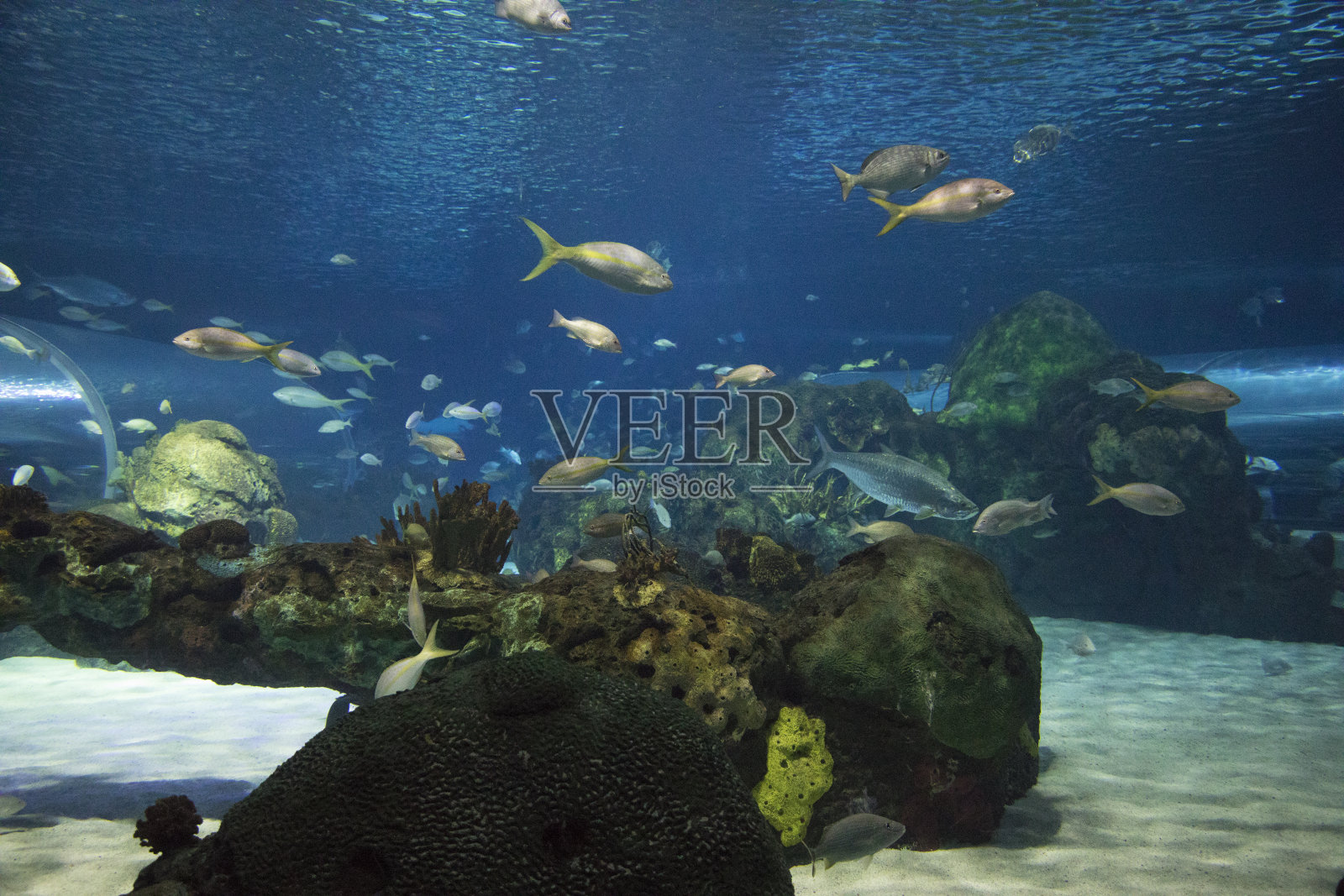 海底世界的景色照片摄影图片