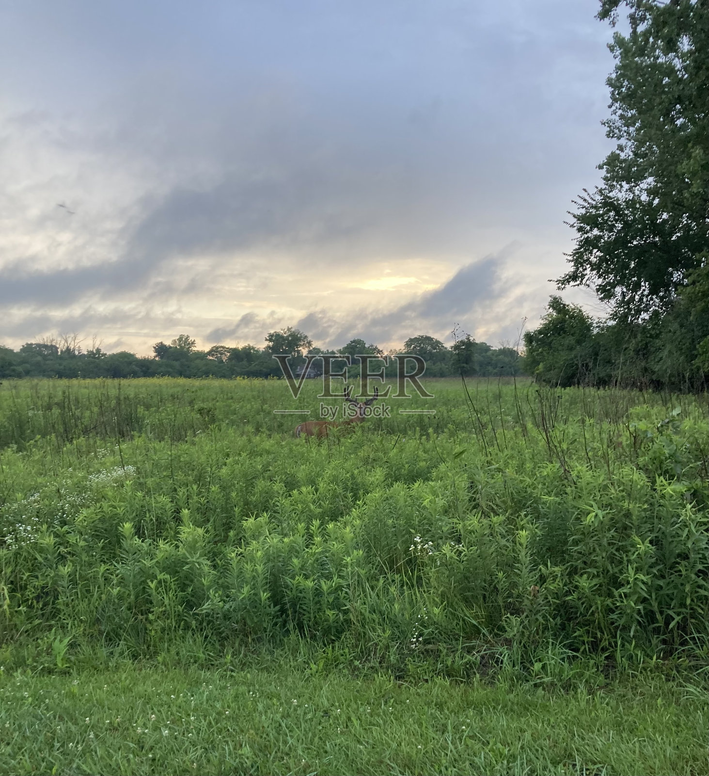 巴克向下凝视照片摄影图片