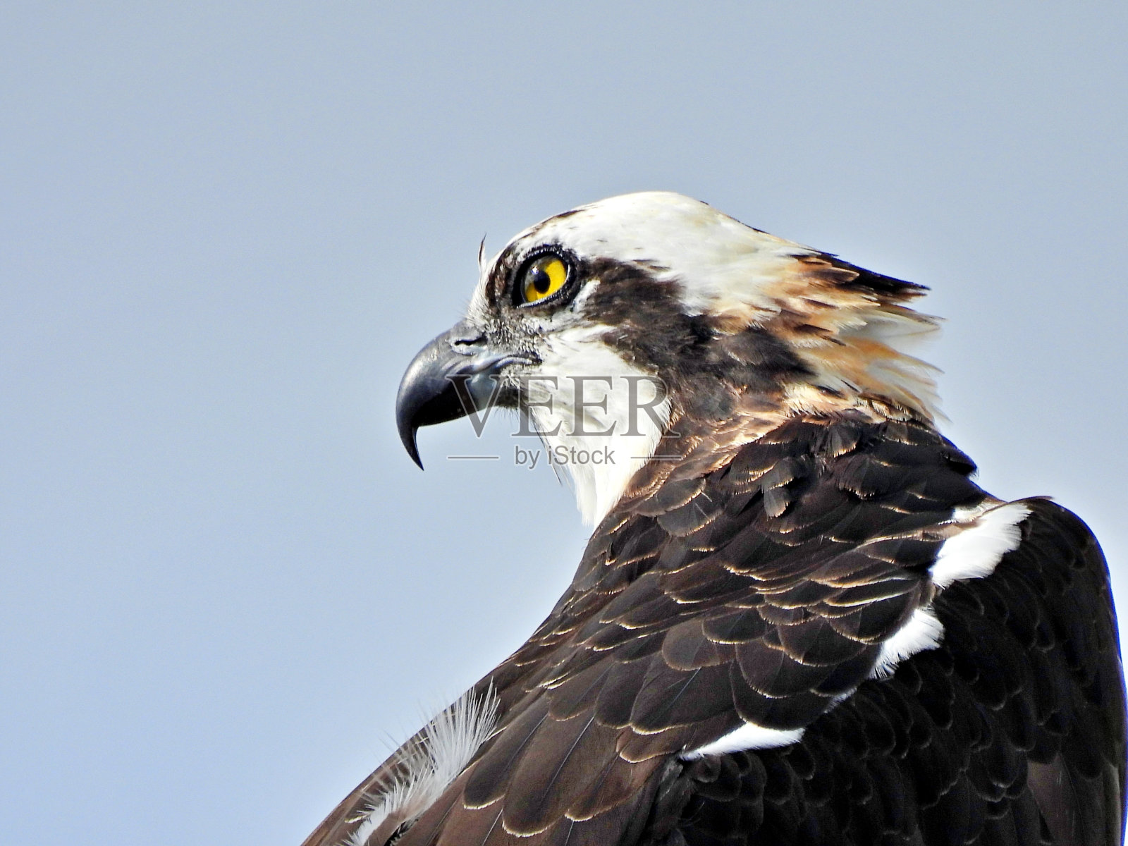 鱼鹰(Pandion haliaetus) -肖像照片摄影图片
