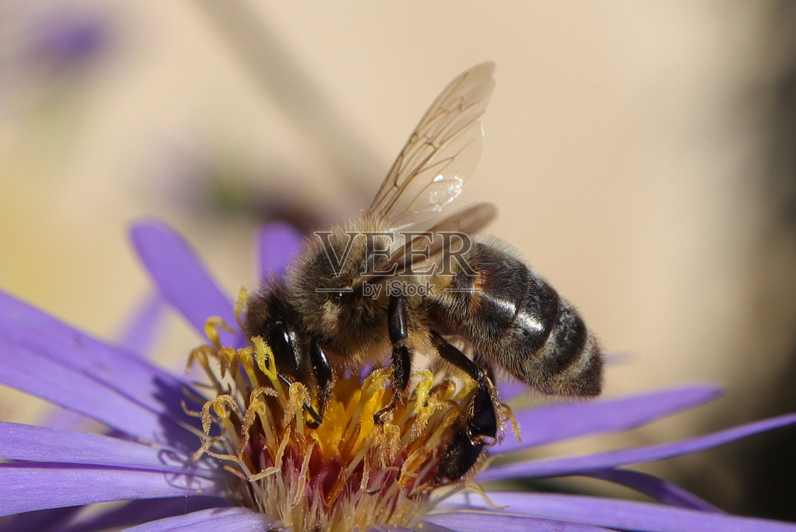 家蝇(蜜蜂)照片摄影图片
