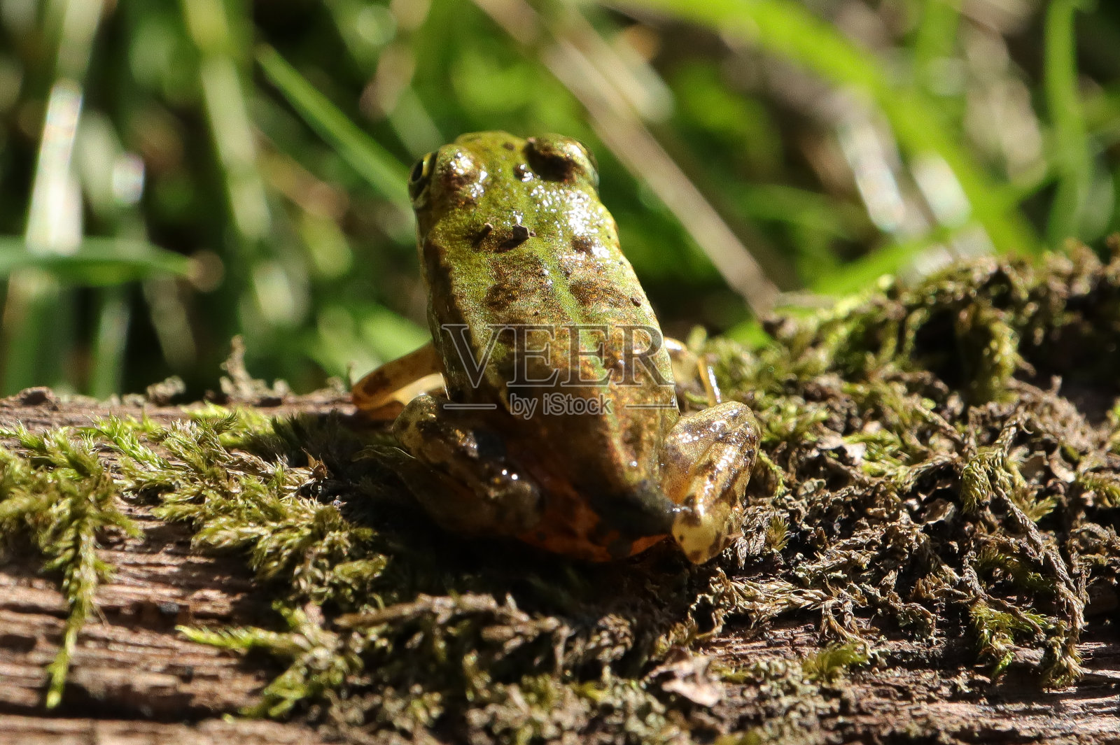 灰椒(Pelophylax kl. esculentus)照片摄影图片