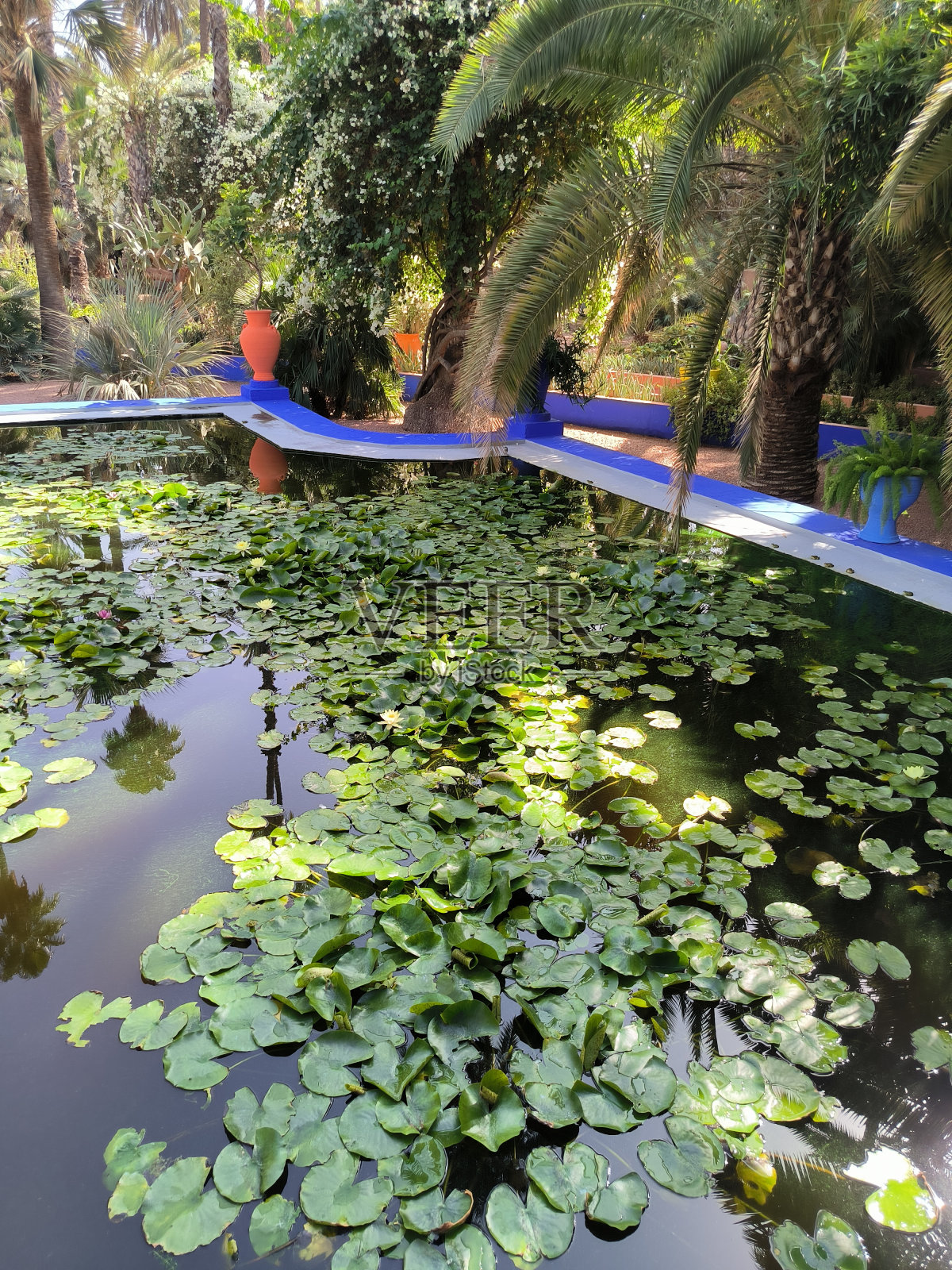 马若雷花园的睡莲照片摄影图片