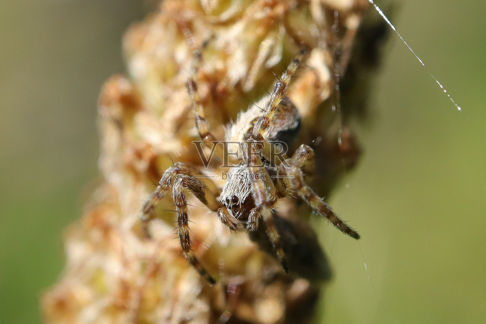 Epeire feuille de chêne - Epeire des bois (Aculepeira ceropegia)照片摄影图片