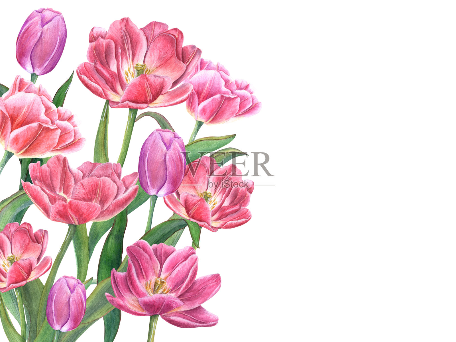 茂盛的花束和盛开的郁金香。有绿叶的花。春天浪漫的作文用文字复制空间。水彩插图孤立在白色。保存日期，情人节贺卡插画图片素材