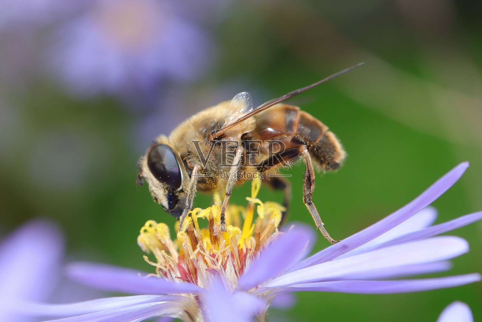 Eristale gluant - Eristale tenax - Ver <s:1> queue de Rat (Eristalis tenax)照片摄影图片