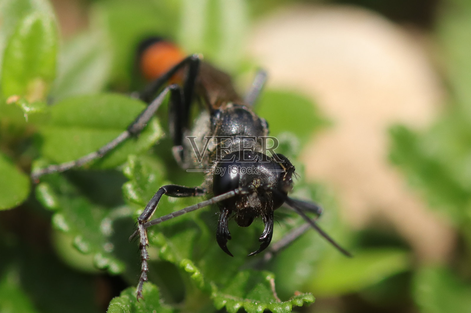 海芋草(Ammophila sabulosa)照片摄影图片