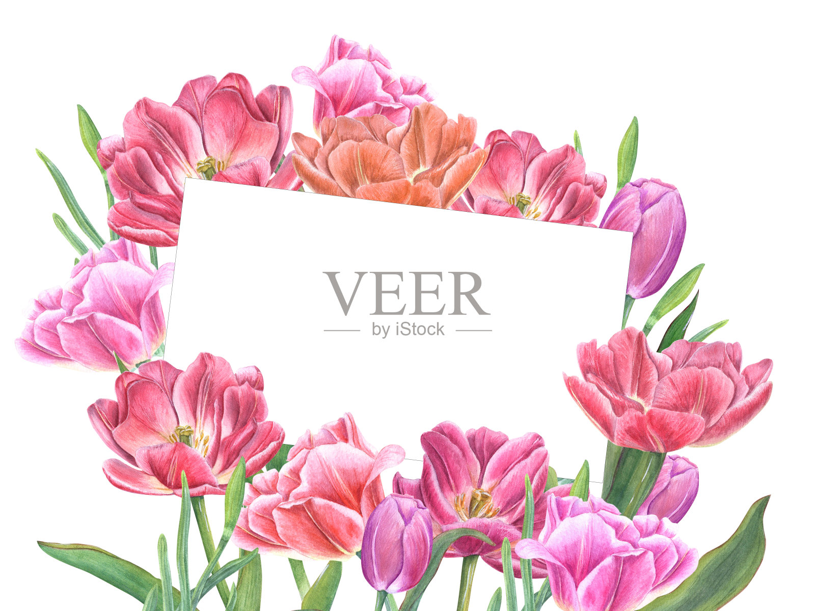 一束粉红色的郁金香。情人节或生日贺卡。春天用空间为你构图问候。水彩插图孤立在白色。保存日期，母亲节贺卡插画图片素材