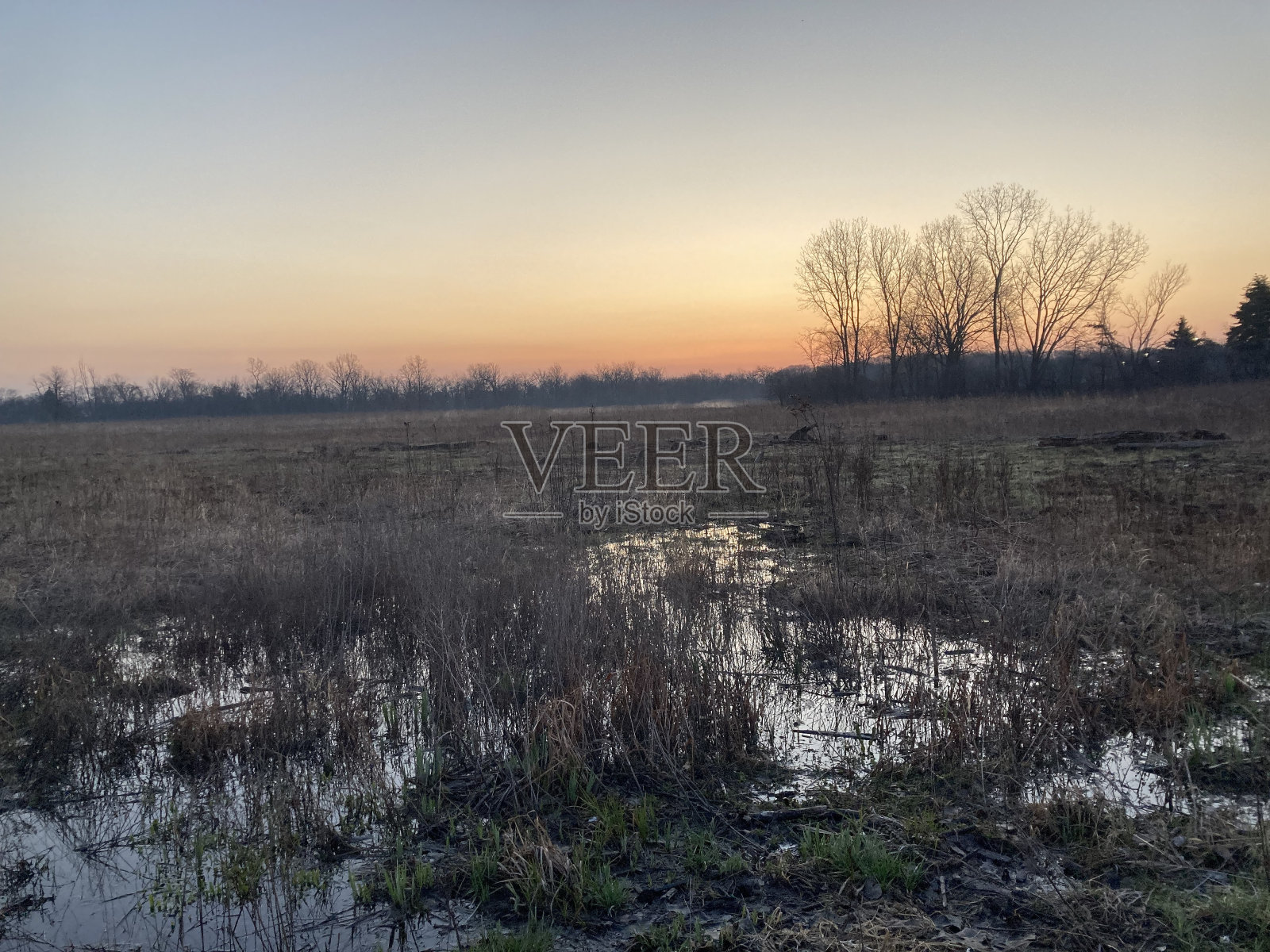 春天早晨的沼泽照片摄影图片