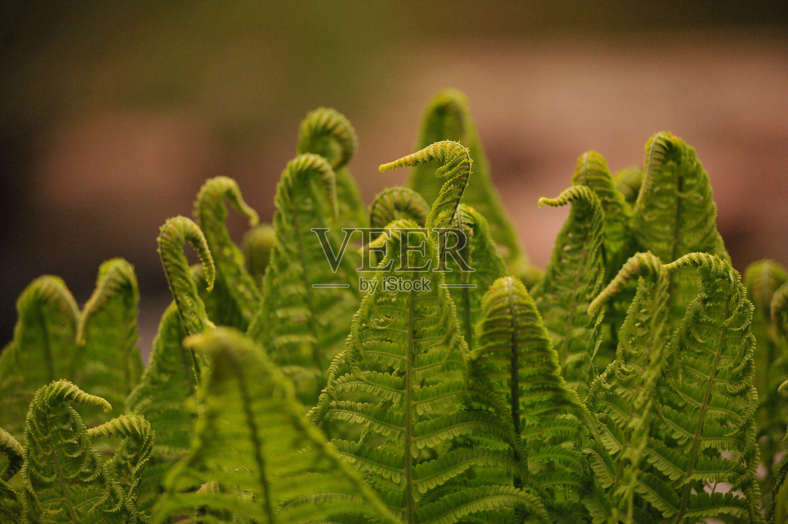 象一群人的蕨类植物的芽照片摄影图片