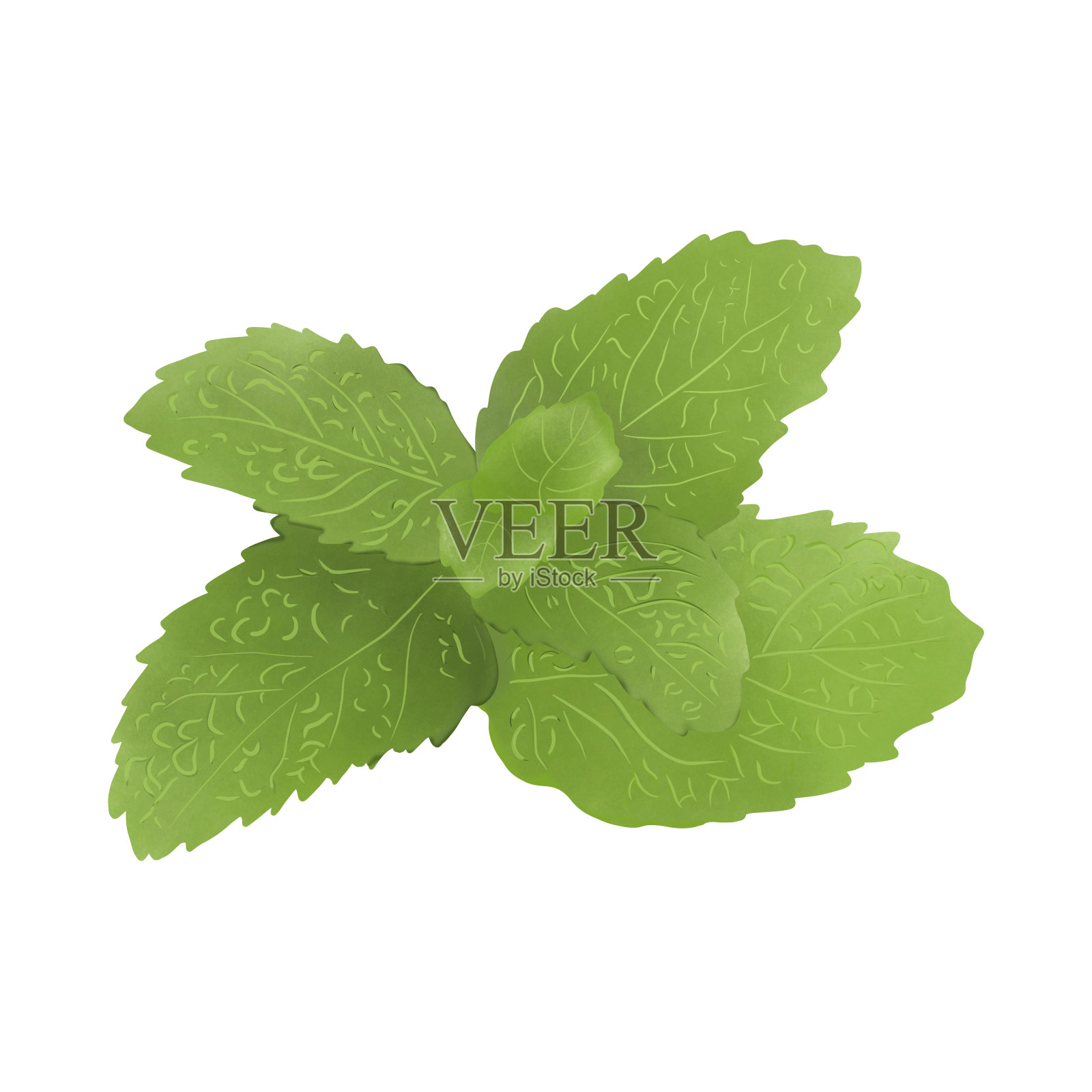 薄荷。插图卡通设计上的白色背景。插画图片素材