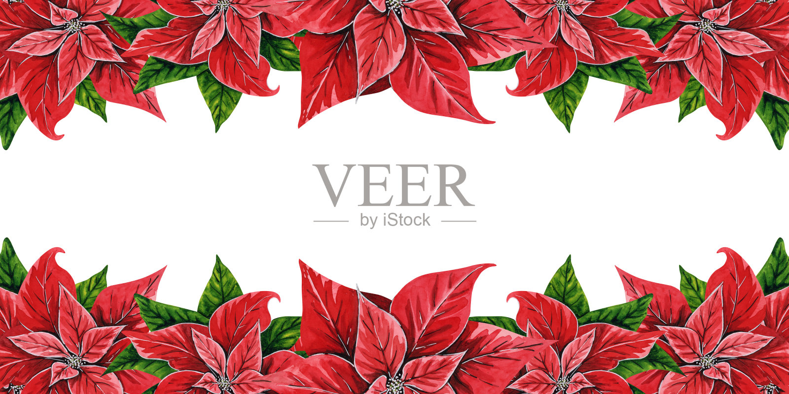 圣诞花一品红横幅，手绘水彩插图孤立在白色背景。花卉插图圣诞装饰，明信片，请柬。插画图片素材