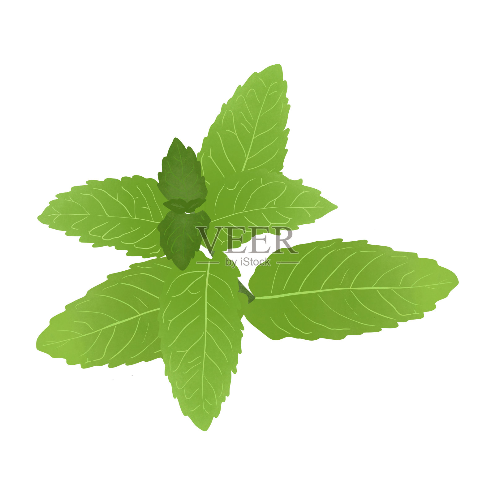 矛薄荷。插图卡通设计上的白色背景。插画图片素材