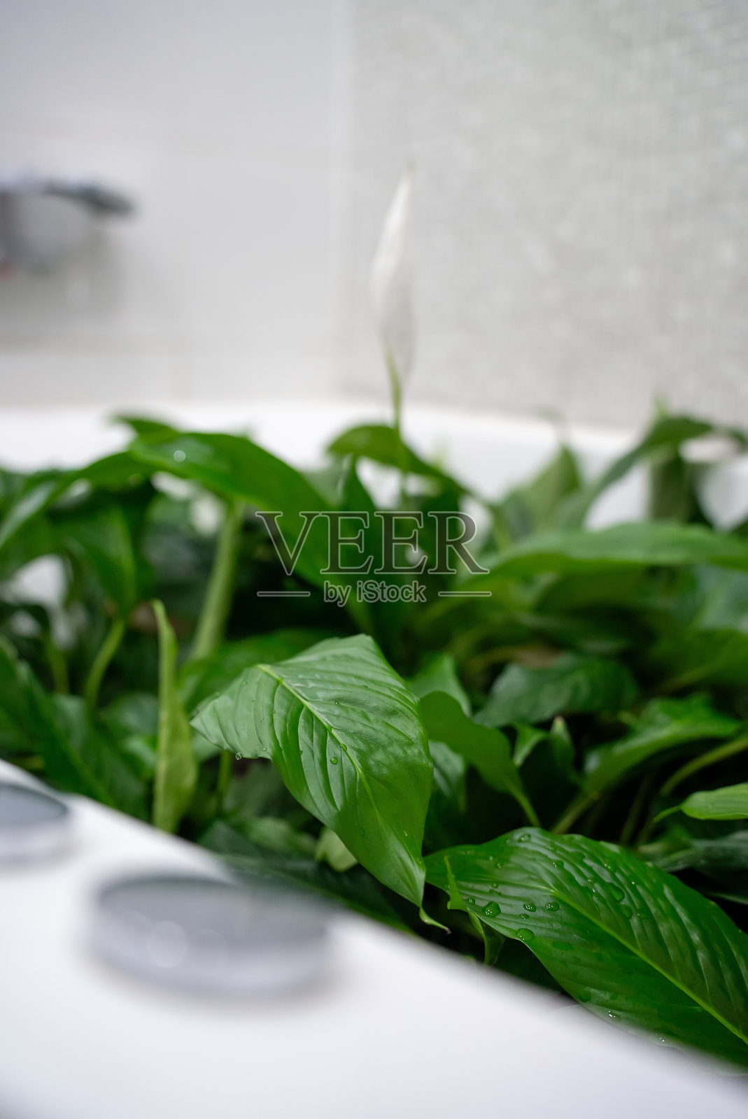 室内植物在浴室的淋浴器下清洗。照片摄影图片