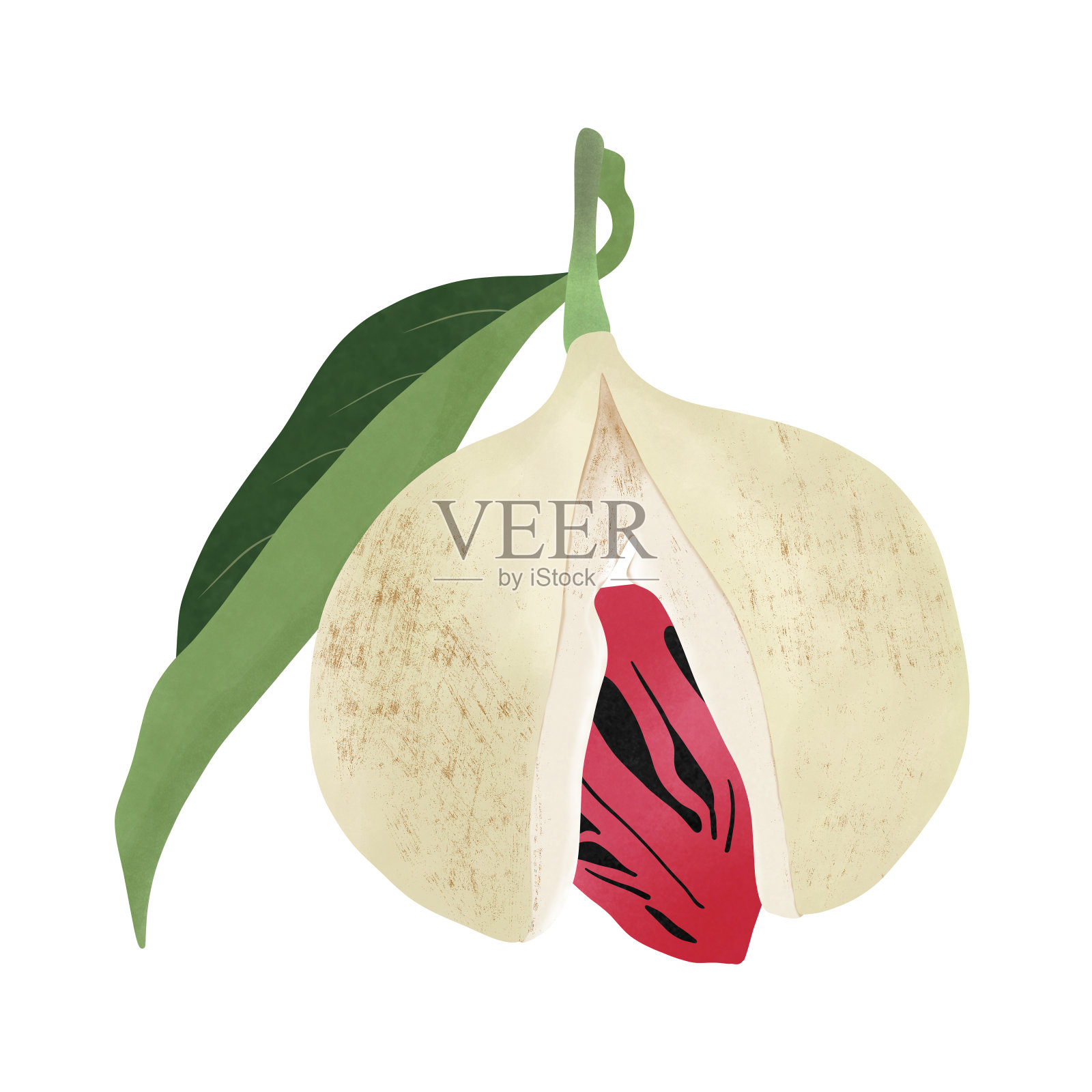 肉豆蔻的水果。插画图片素材