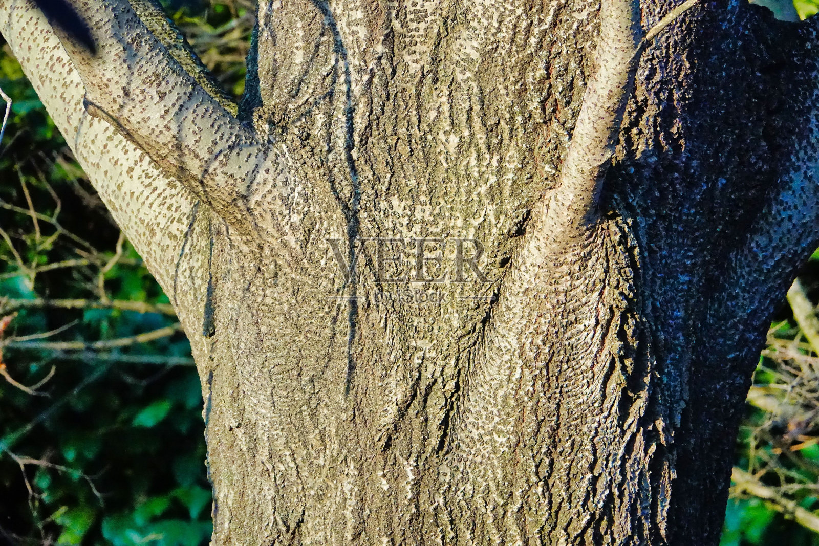 树干的树，照片图片的数字图像照片摄影图片