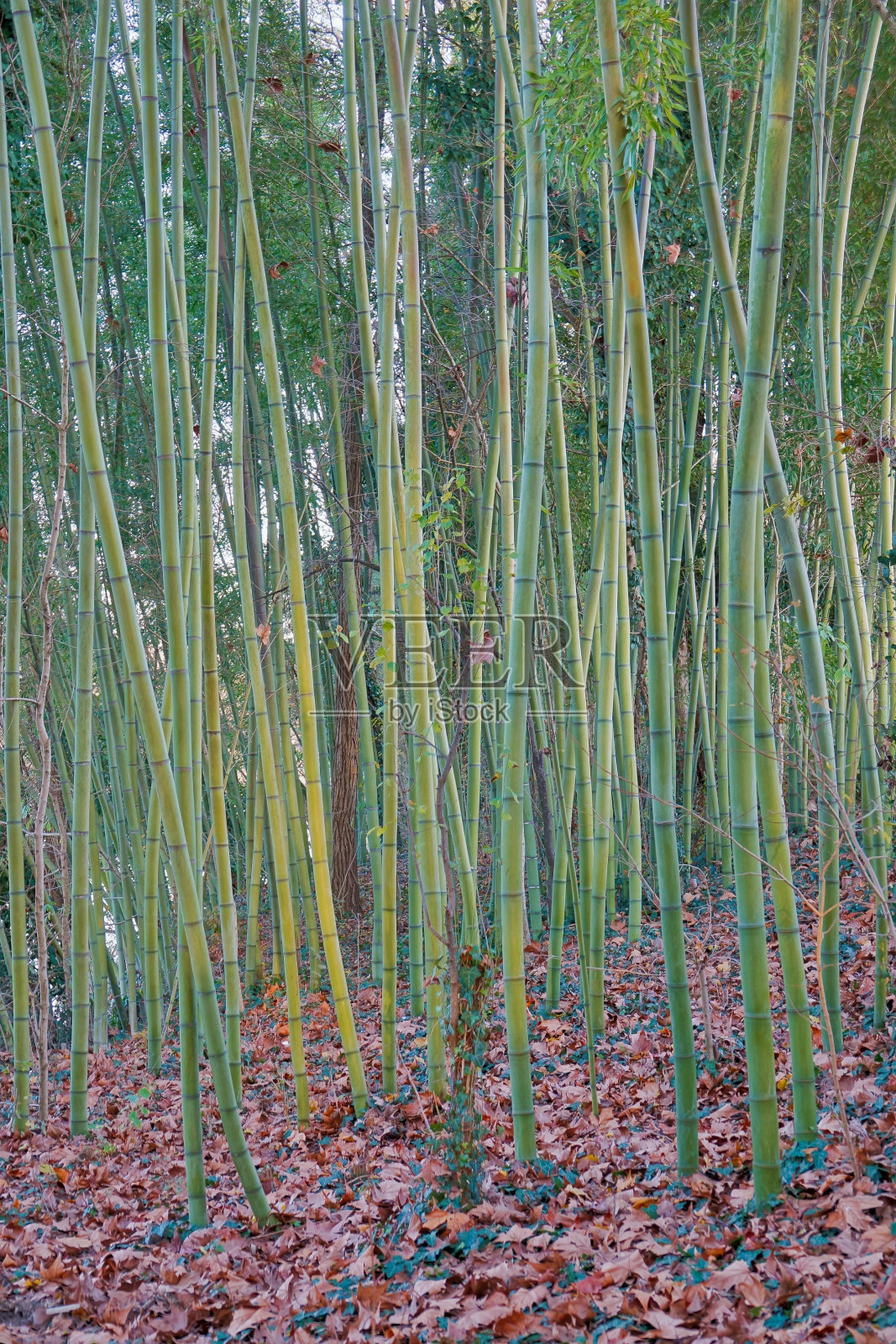 背景草丛，照片图片数码图像照片摄影图片