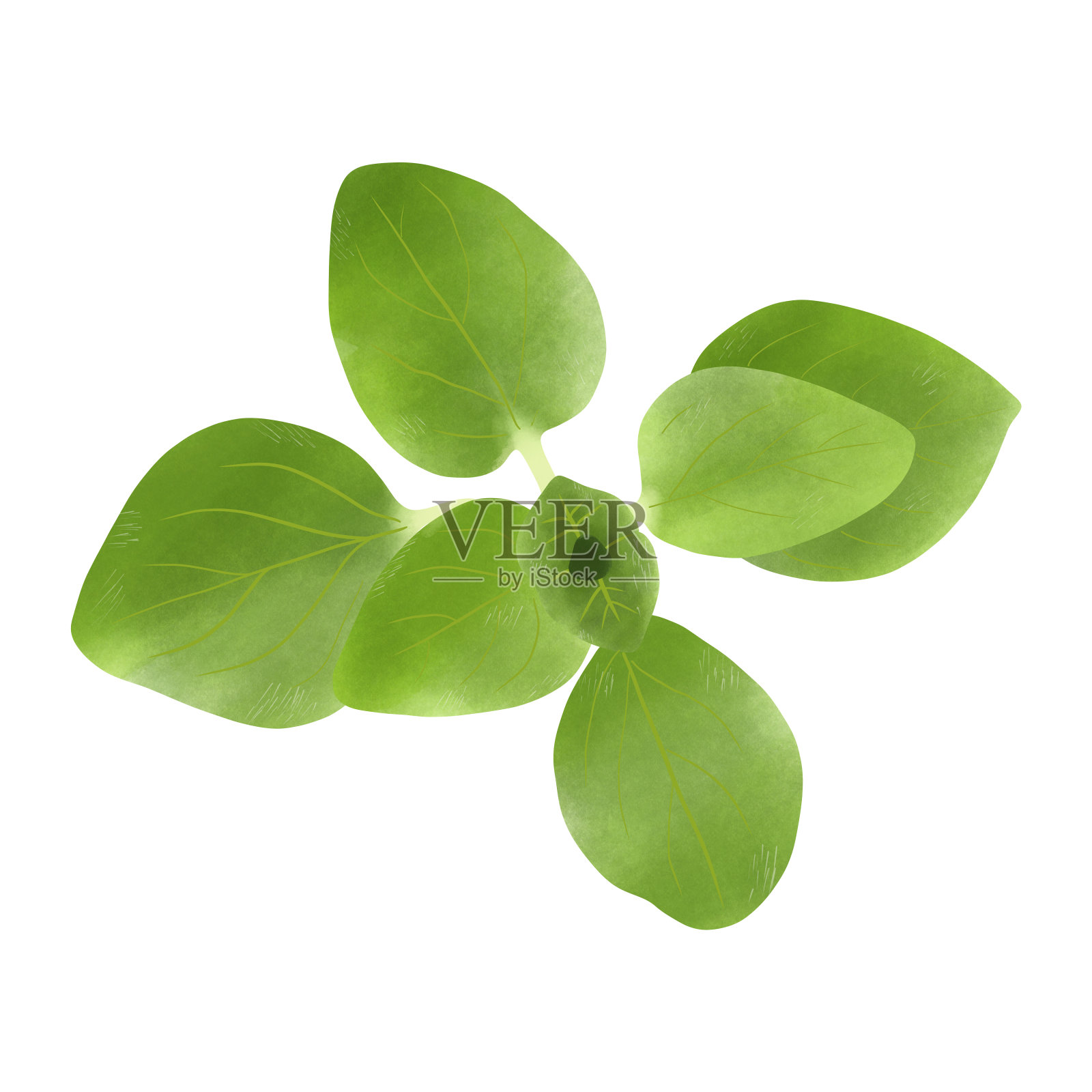 新鲜牛至叶或马郁兰叶。插图卡通设计上的白色背景。插画图片素材