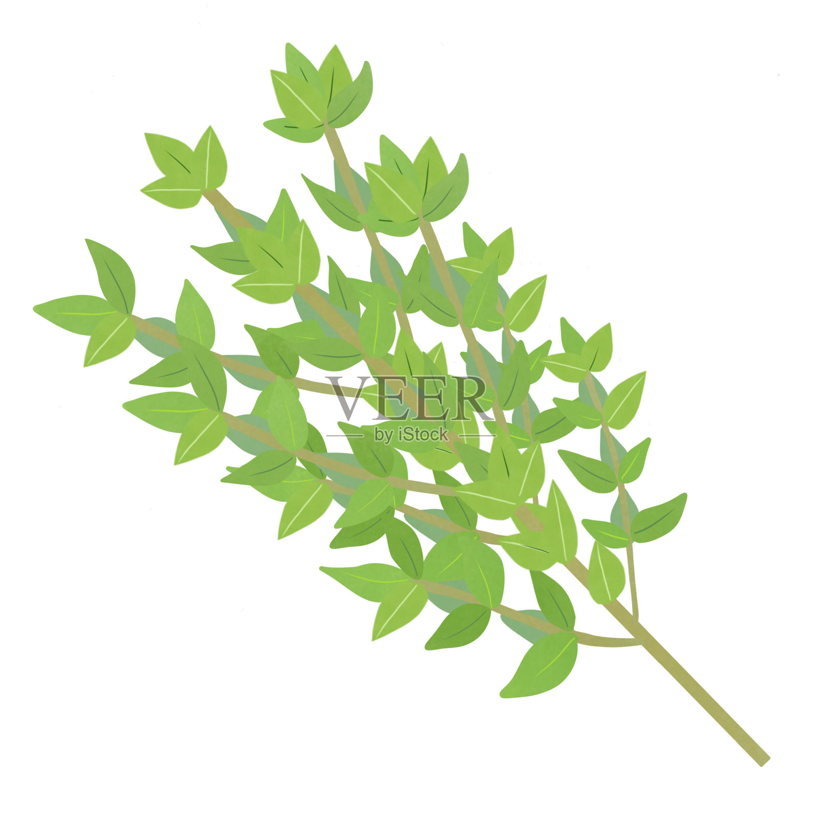 绿色的百里香树枝。用于烹调和调味的草本植物。插图卡通设计。插画图片素材