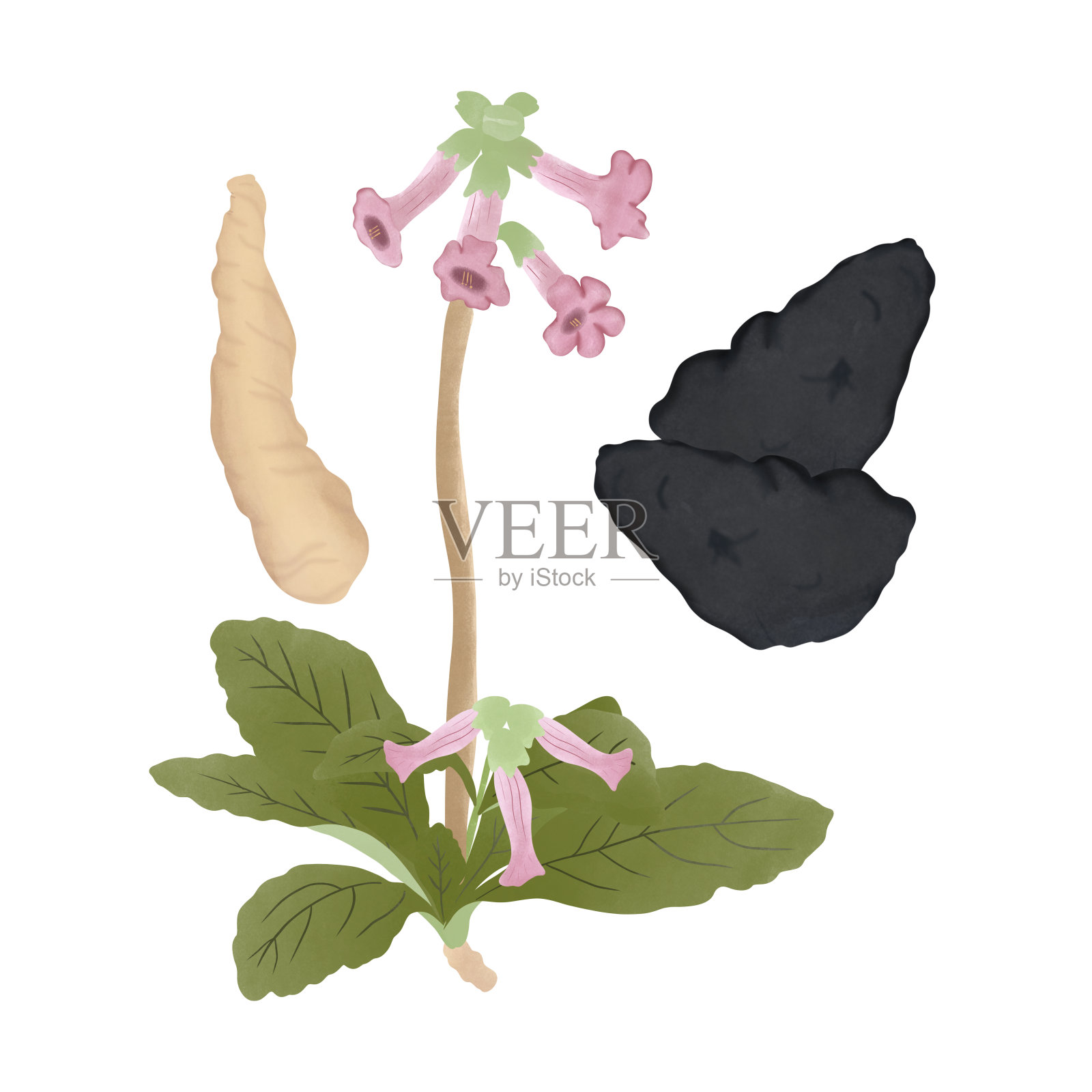 地黄。插图卡通设计上的白色背景。插画图片素材