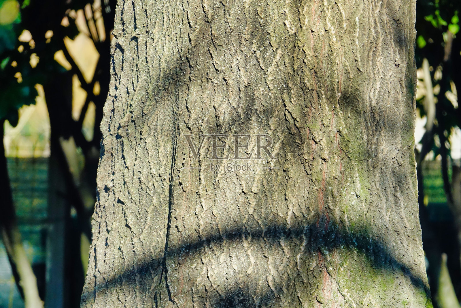 树皮，照片，数码图像照片摄影图片