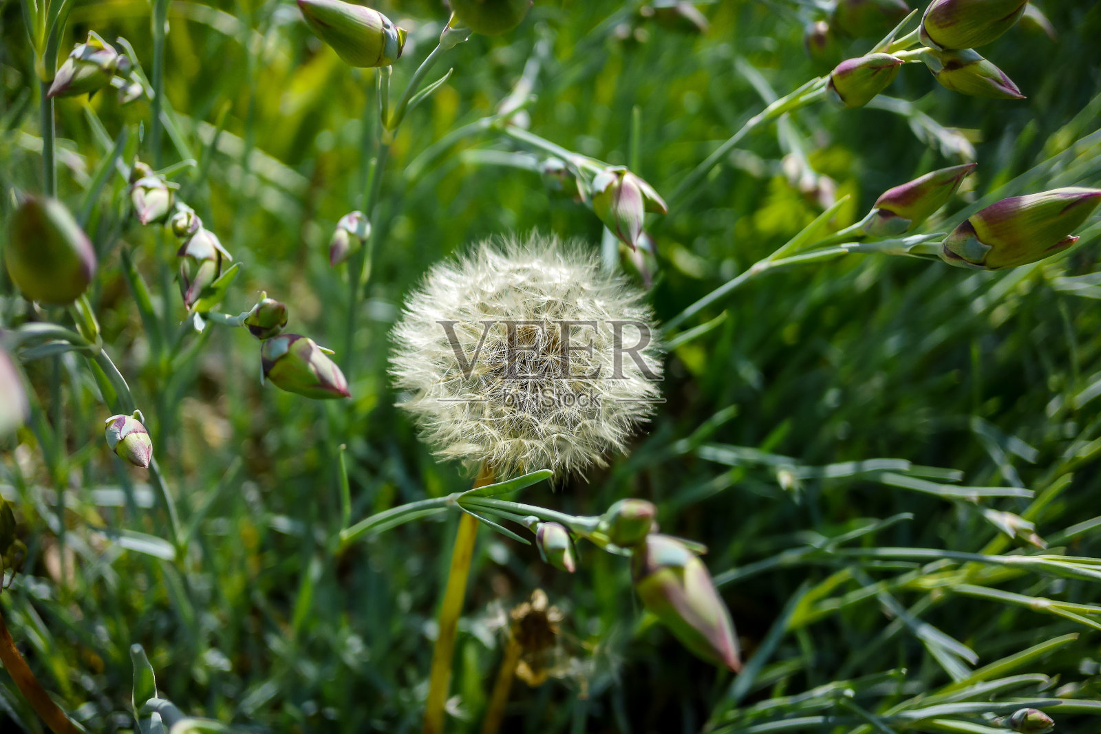 建设一个房子，漂亮的照片数码图片，数码照片图片作为背景照片摄影图片