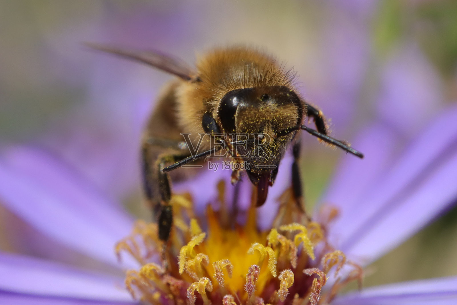 家蝇(蜜蜂)照片摄影图片